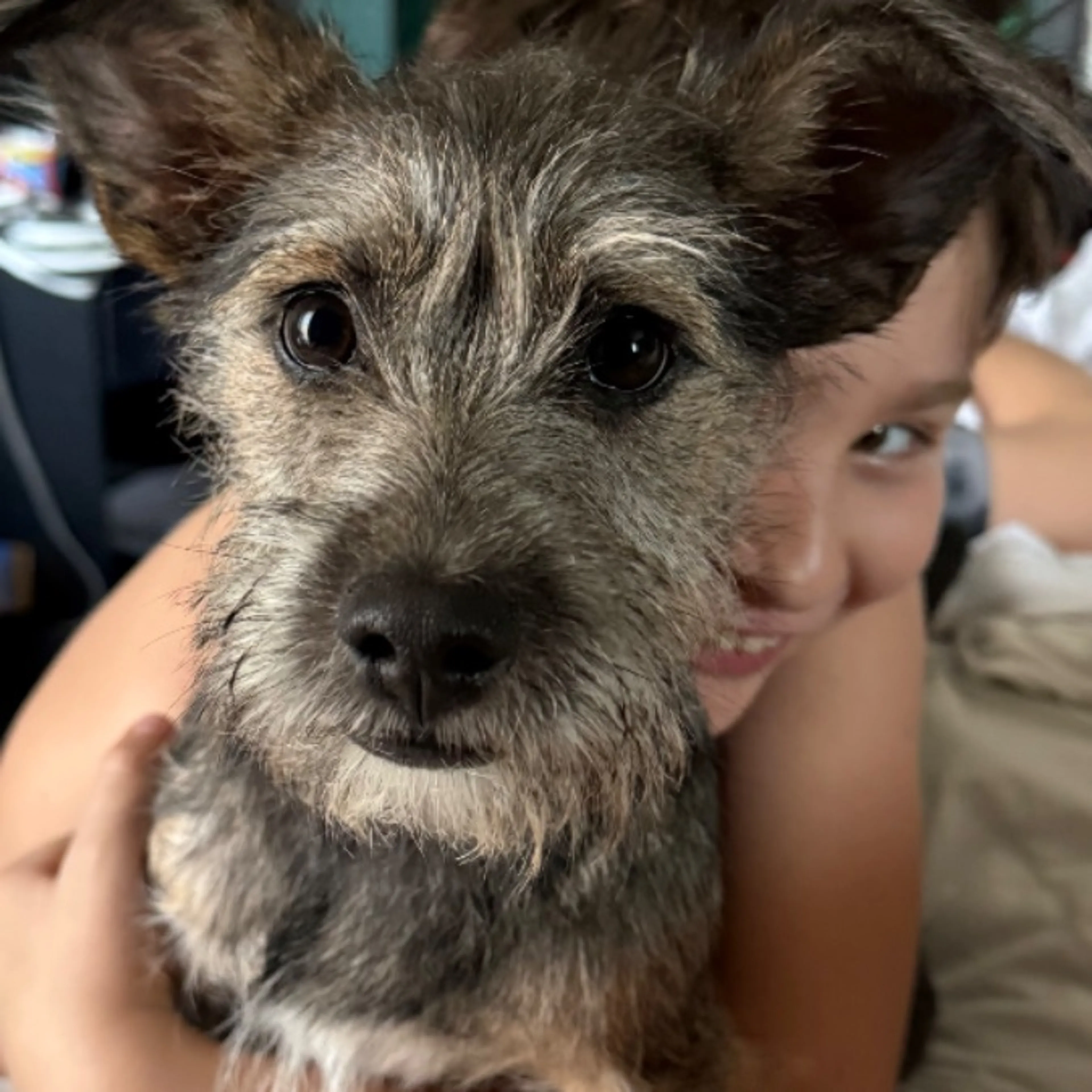 Lost pet-0