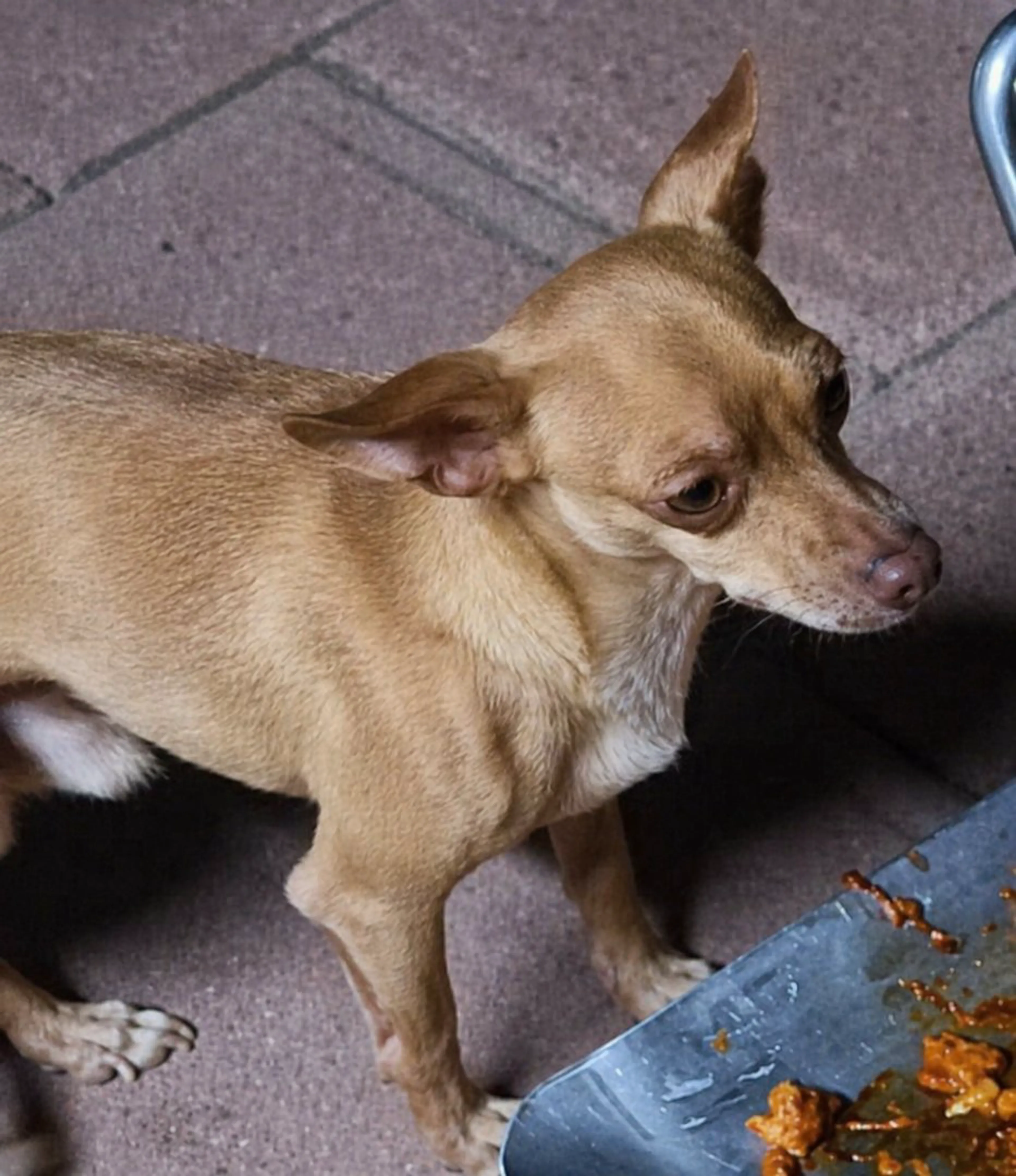 Lost pet-3