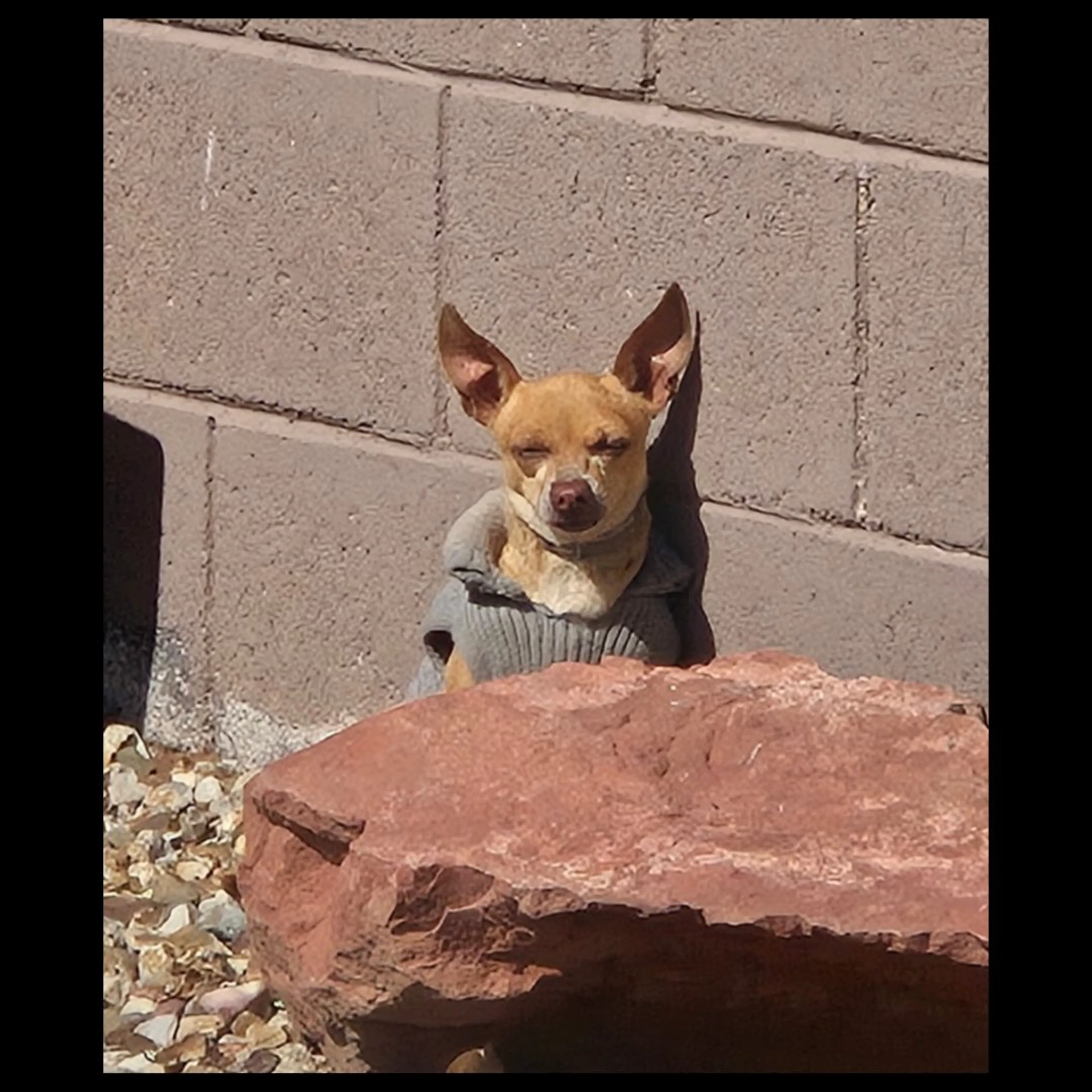 Lost pet-2
