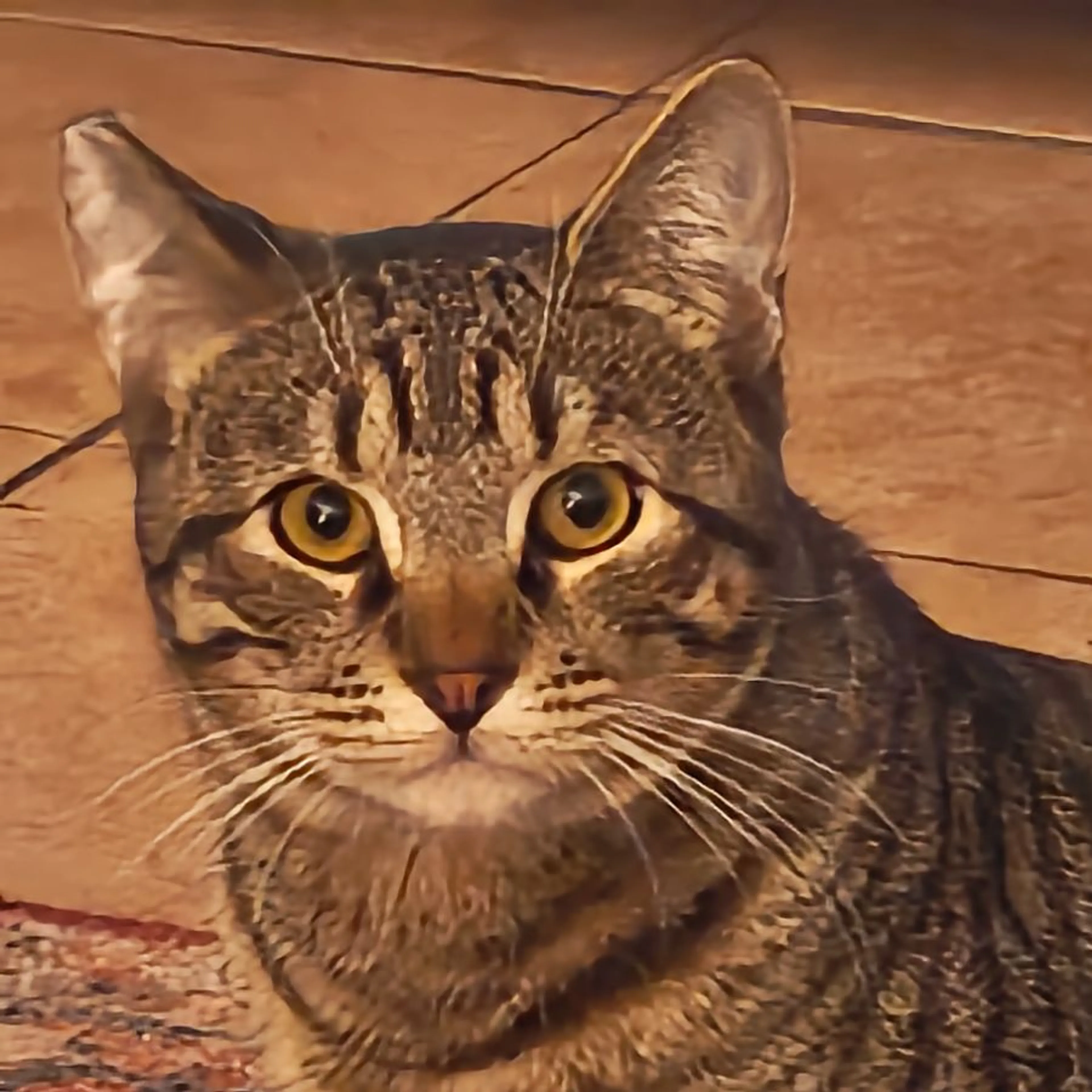 Lost pet