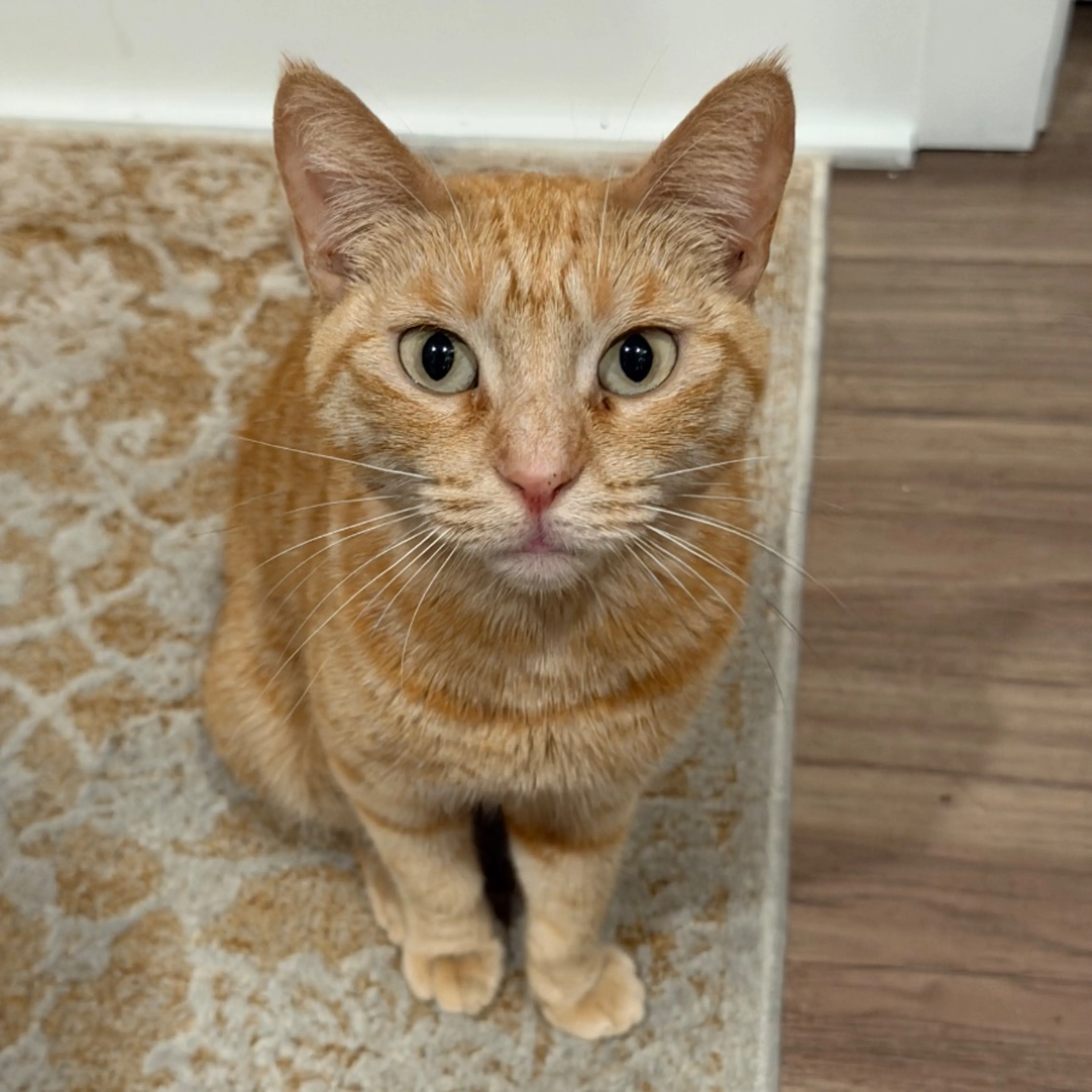 Found pet