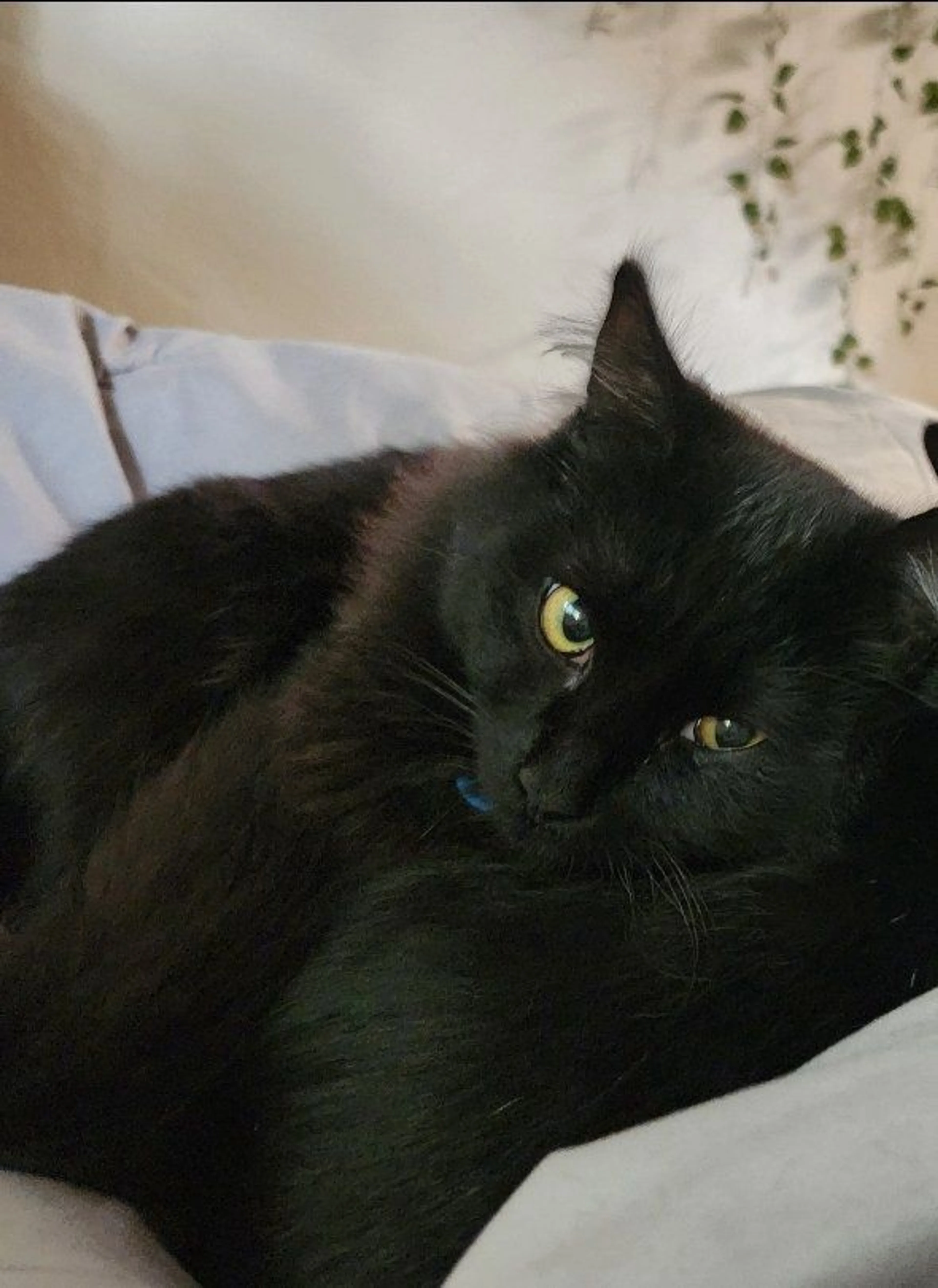 Lost pet-2