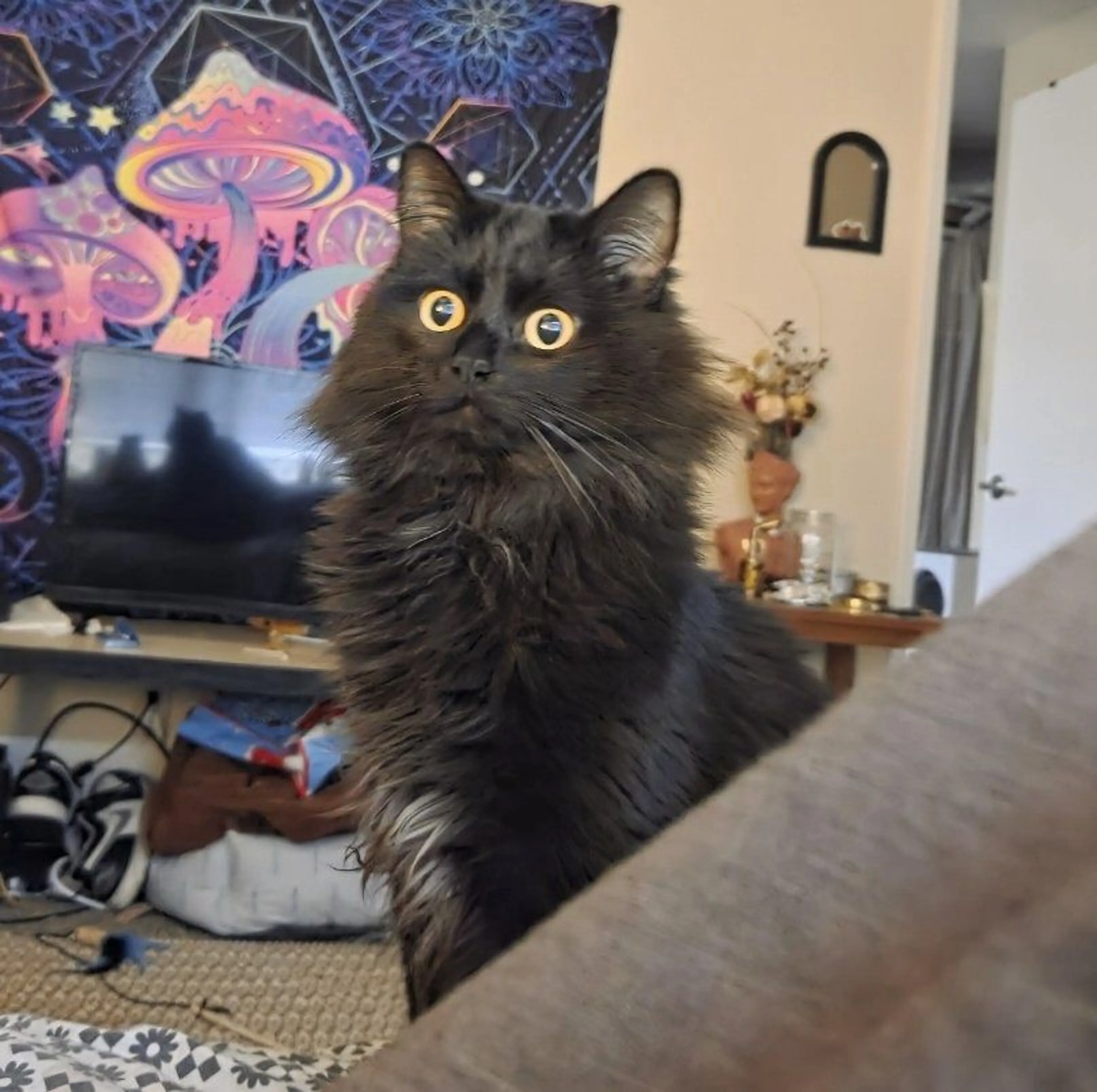 Lost pet-0