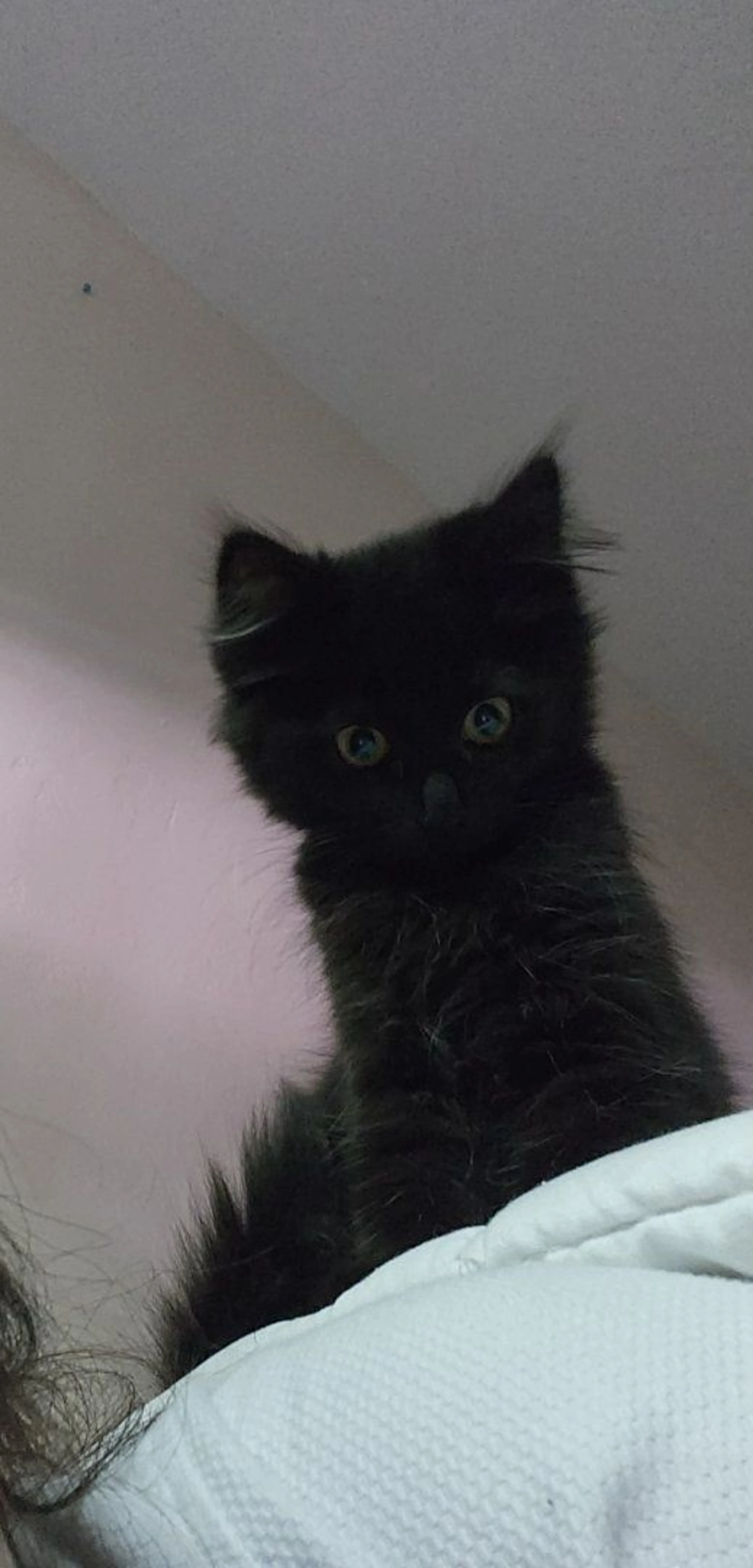 Lost pet-1