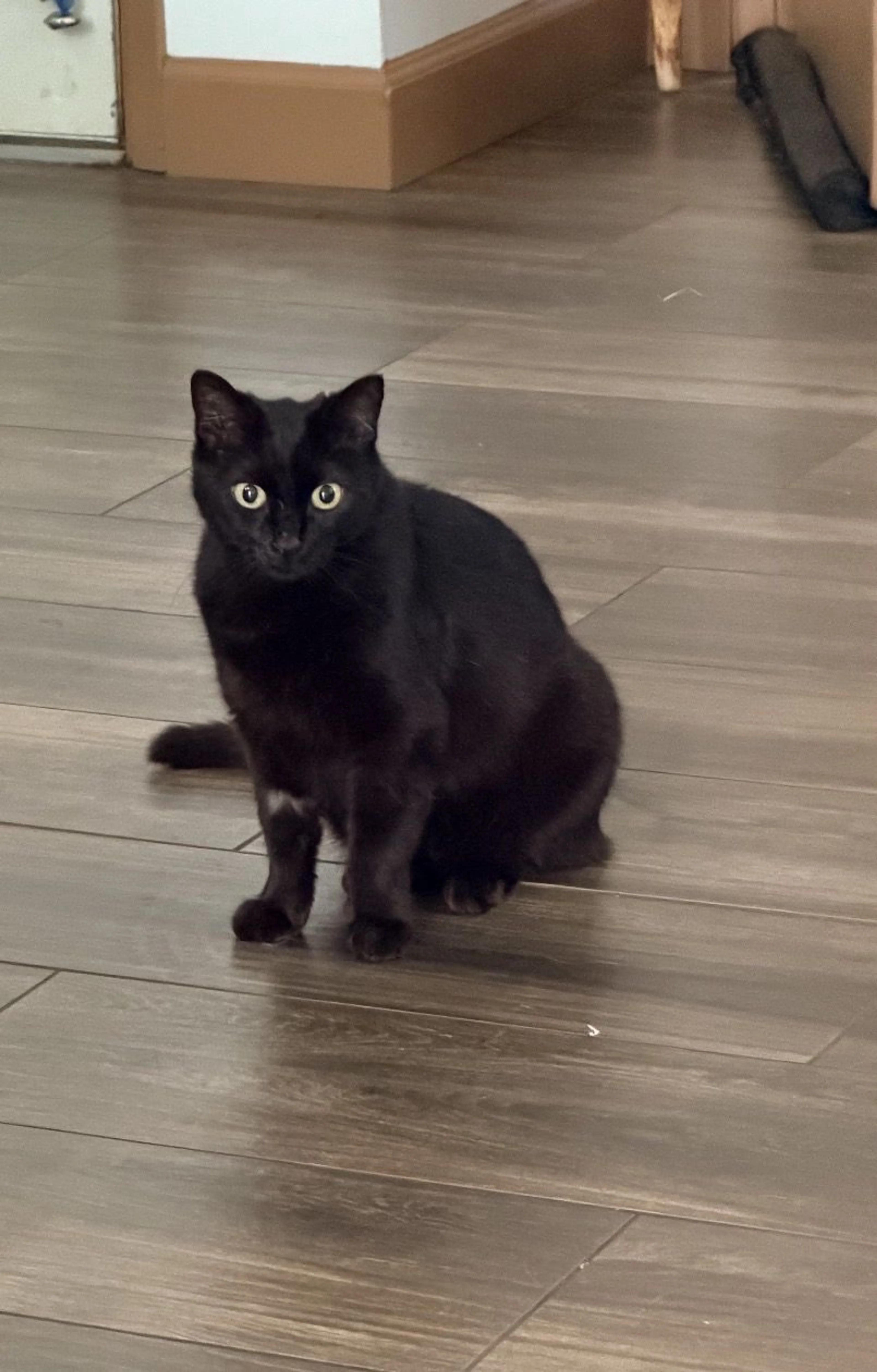 Lost pet-0