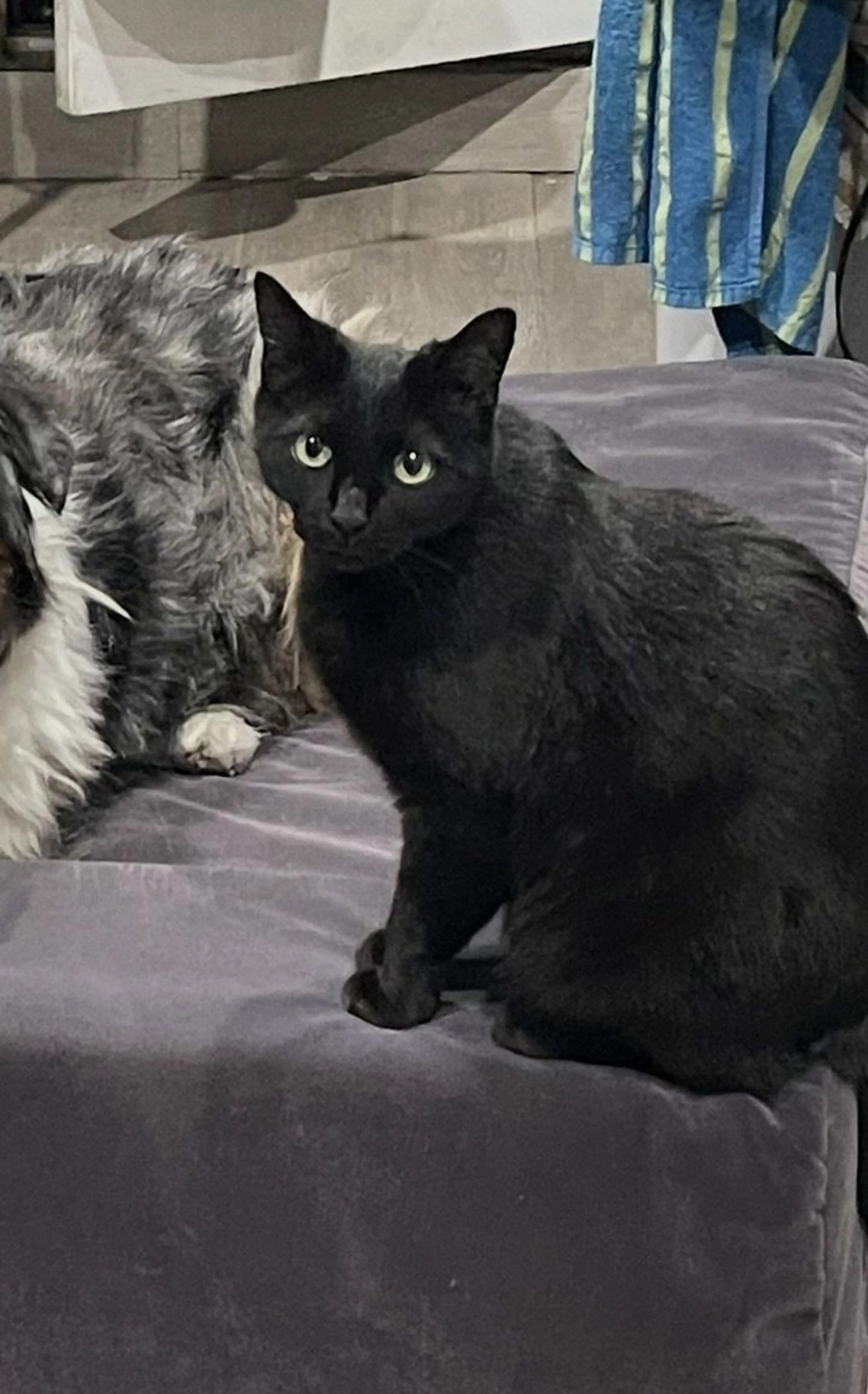 Lost pet-1