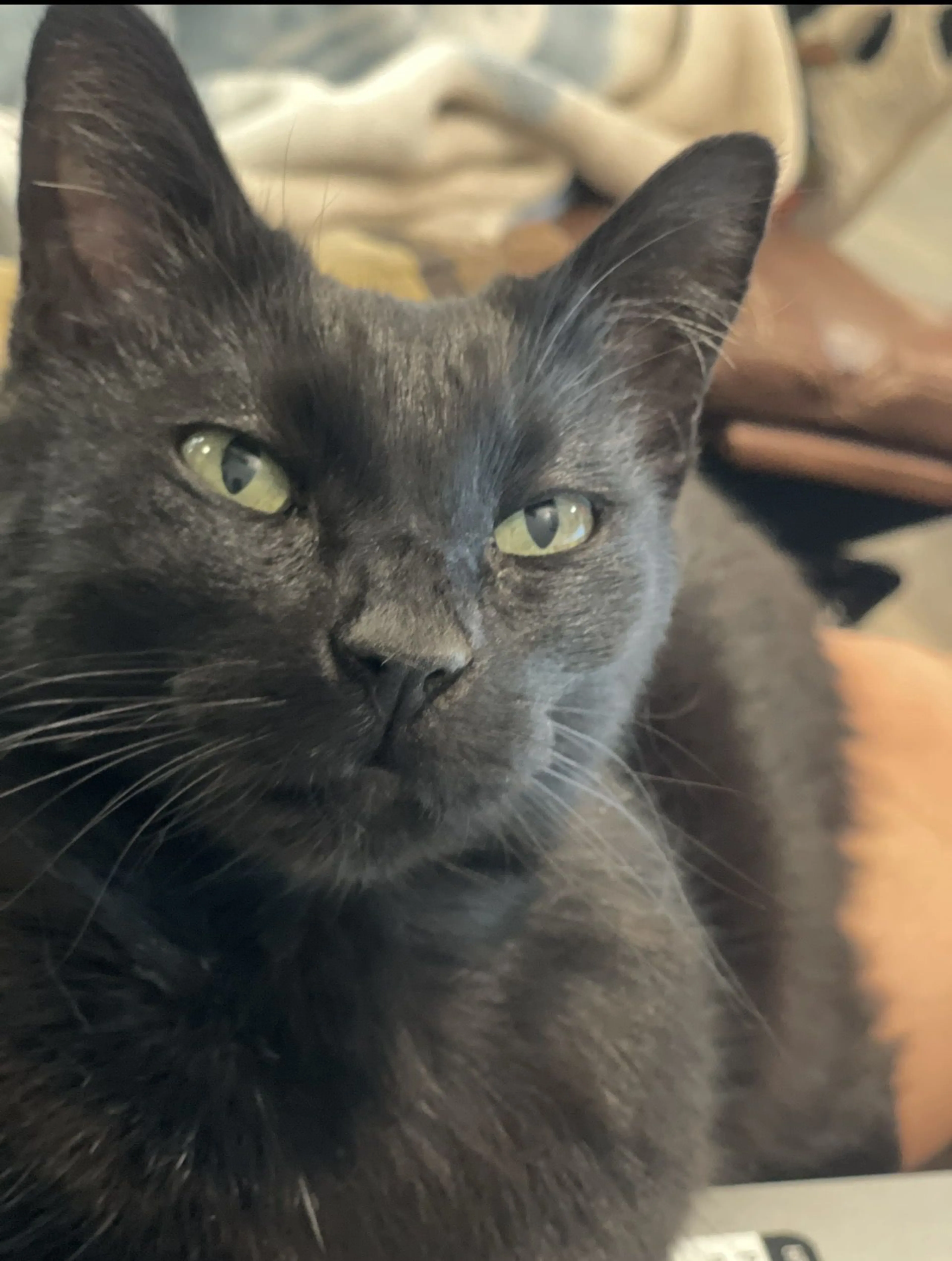 Lost pet-2
