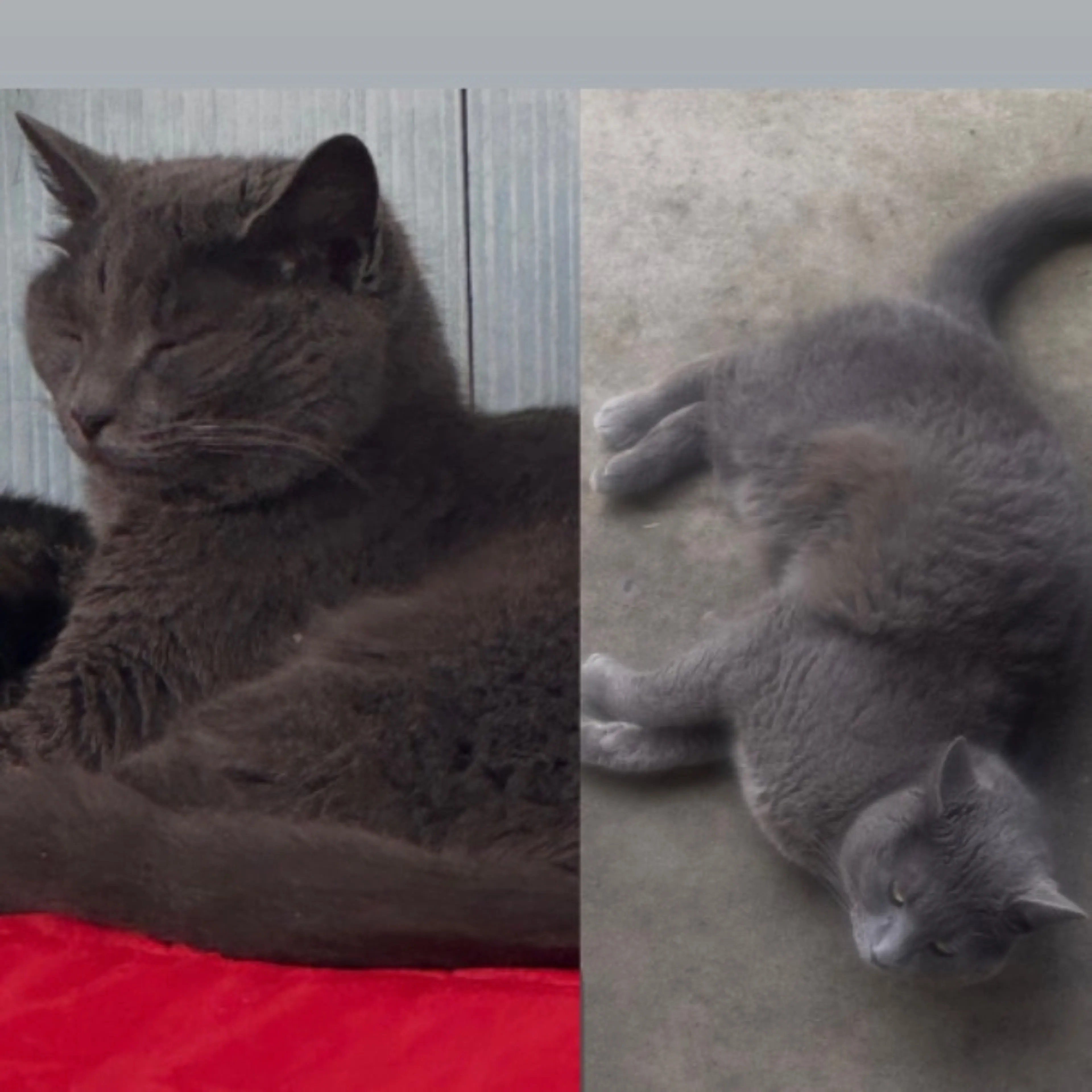 Lost pet-0