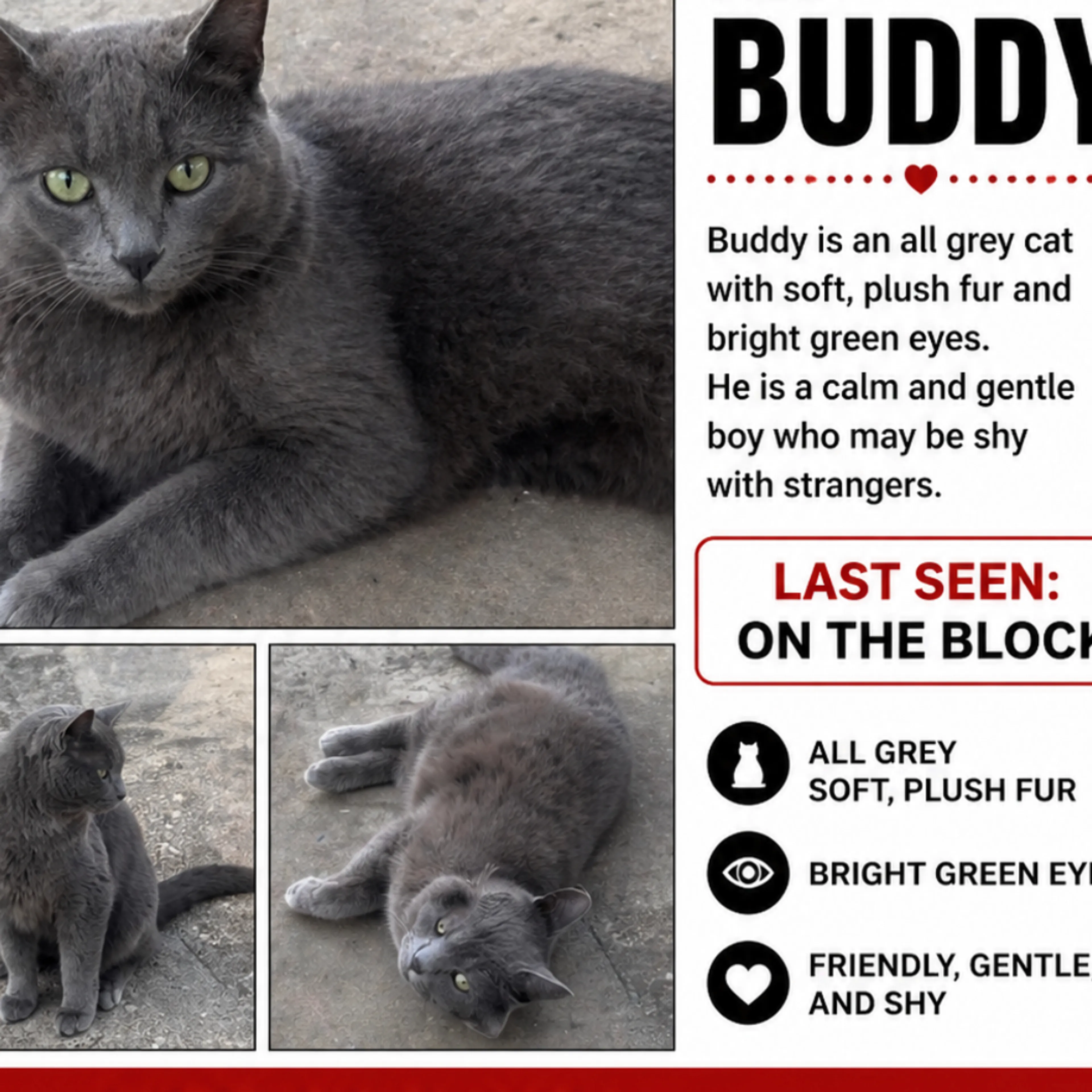 Lost pet-1