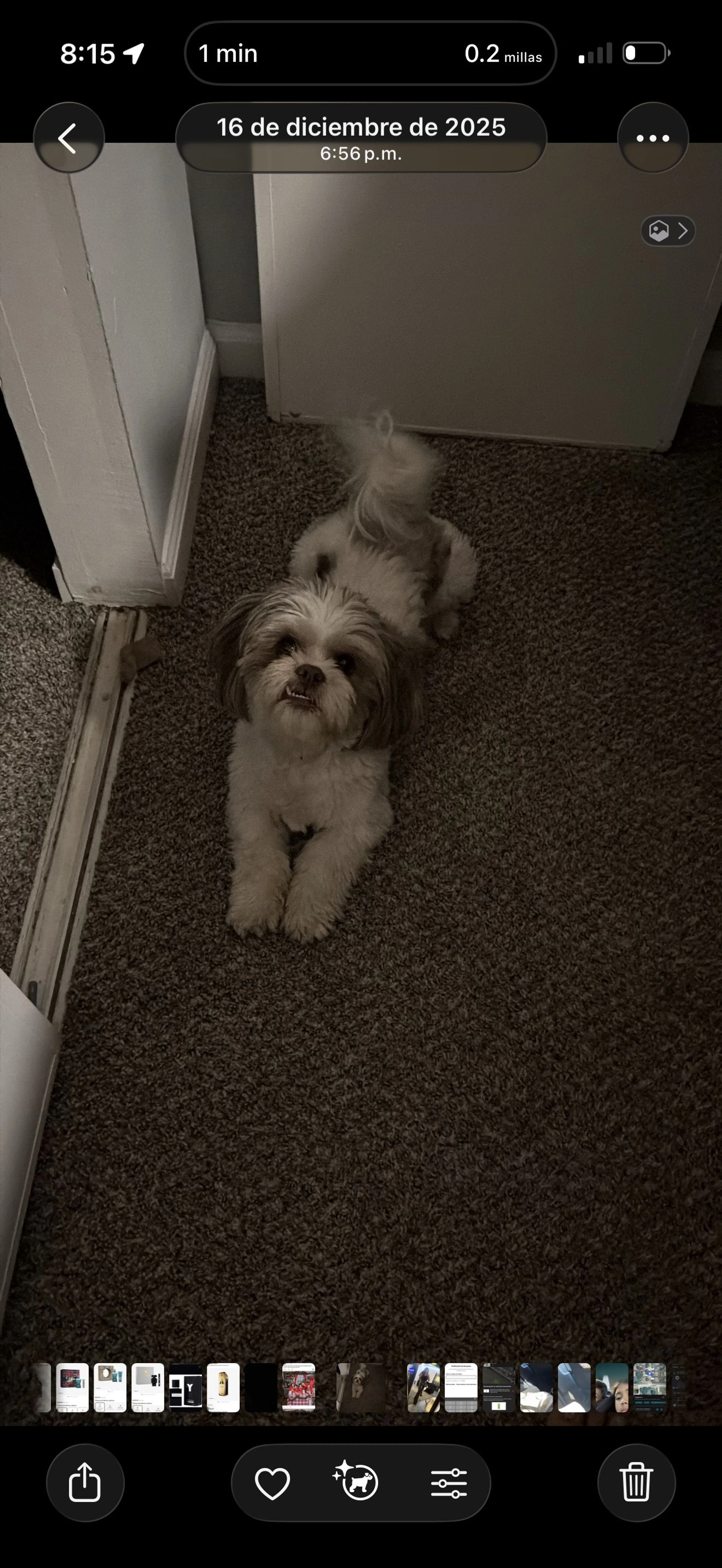 Lost pet-1