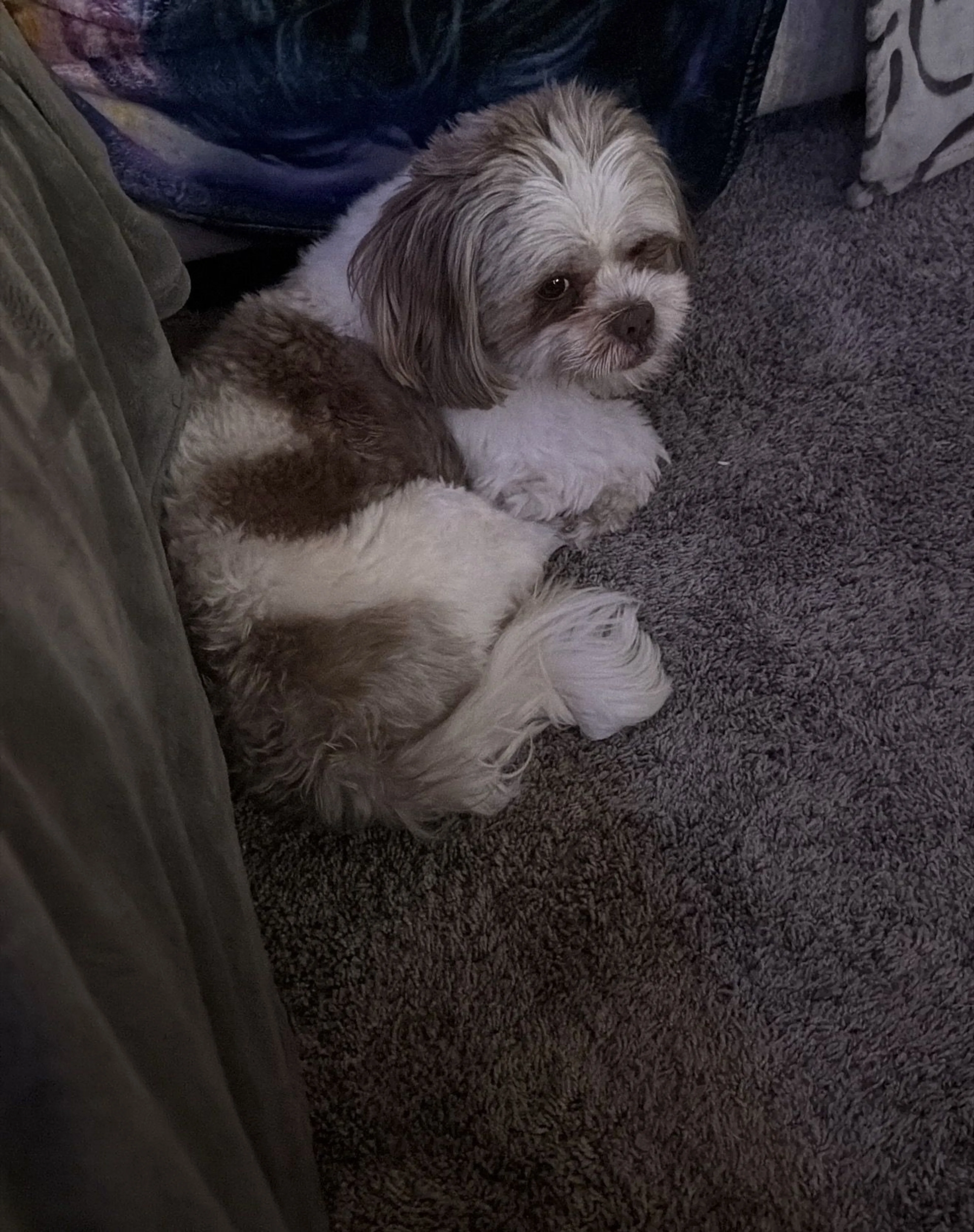 Lost pet-0