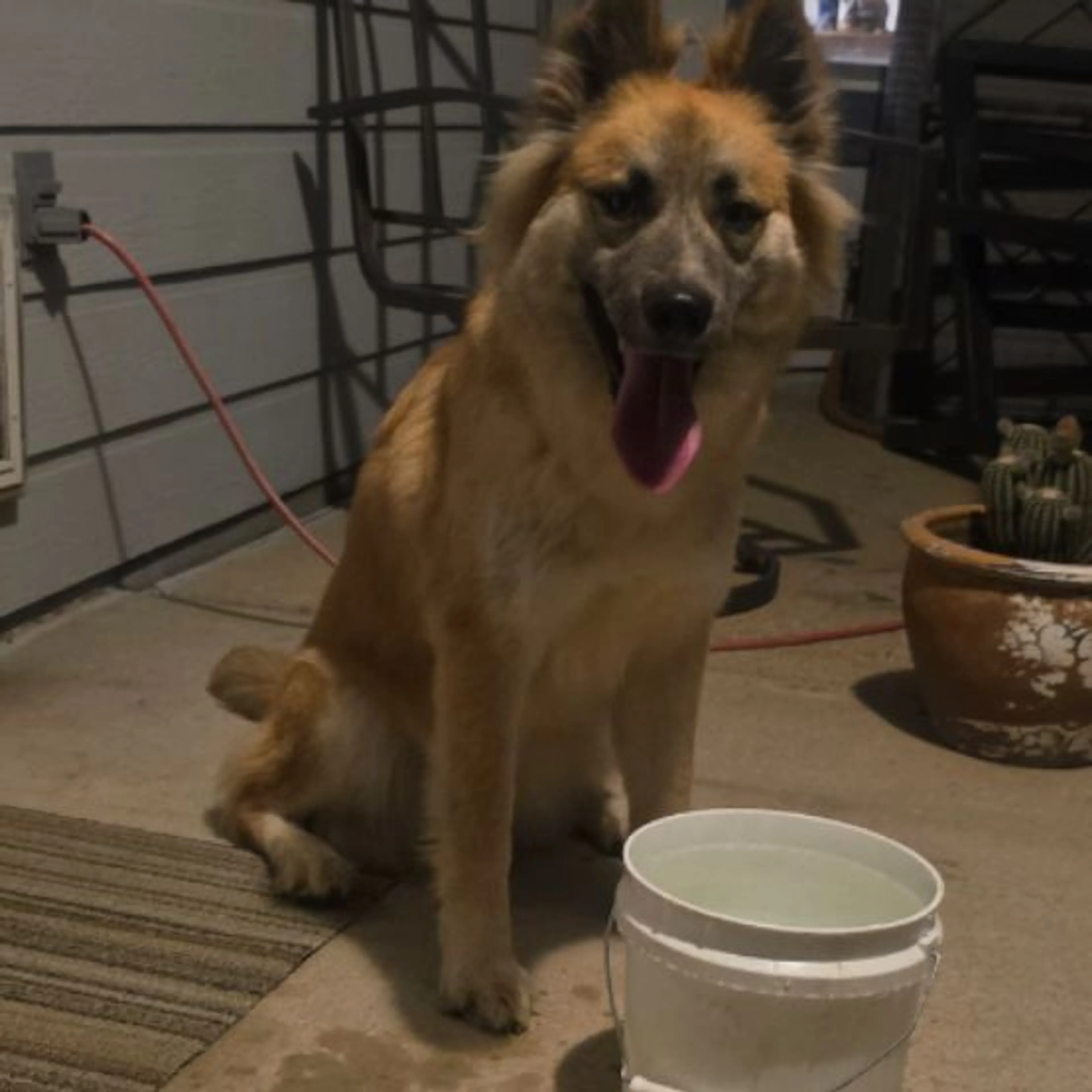 Found pet