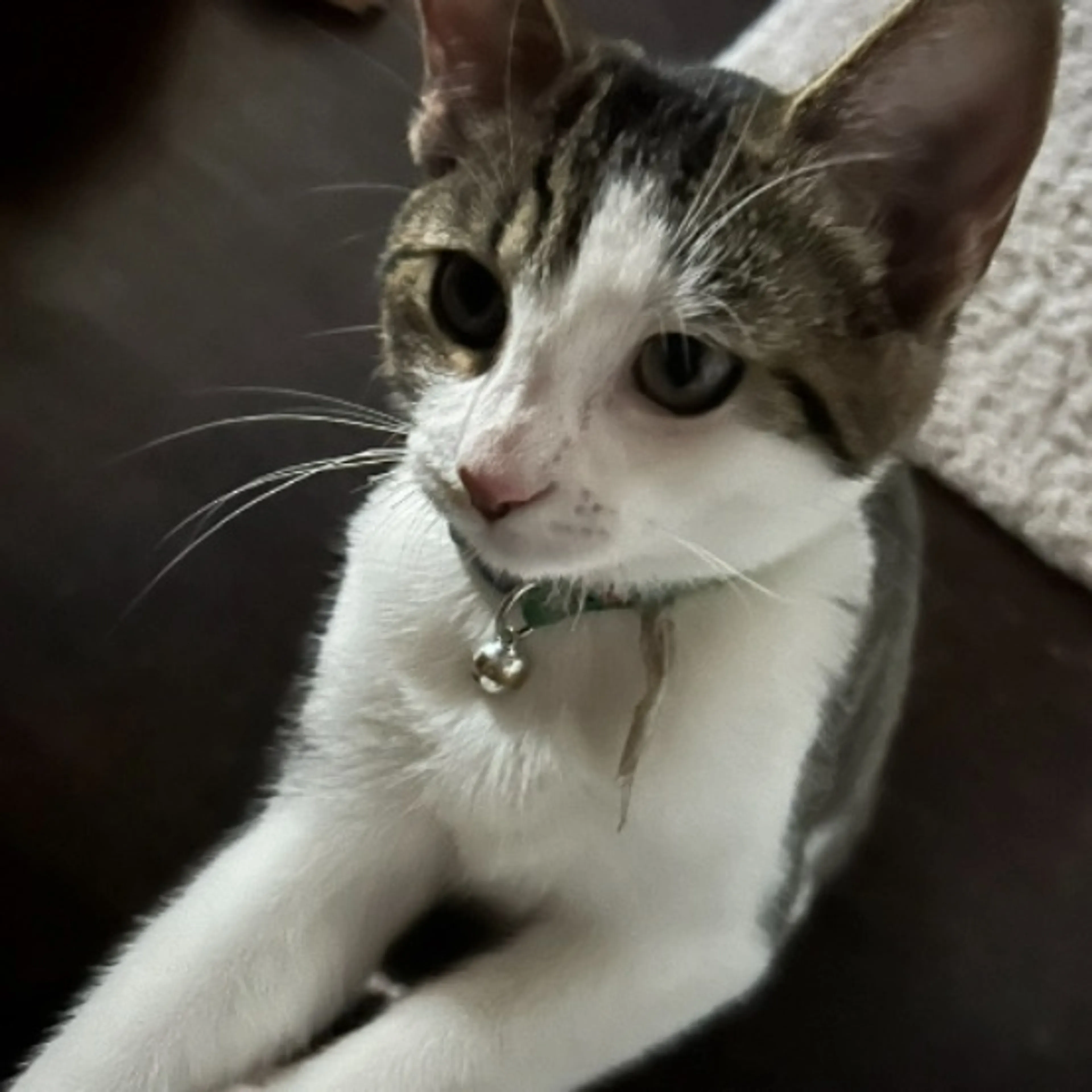 Lost pet