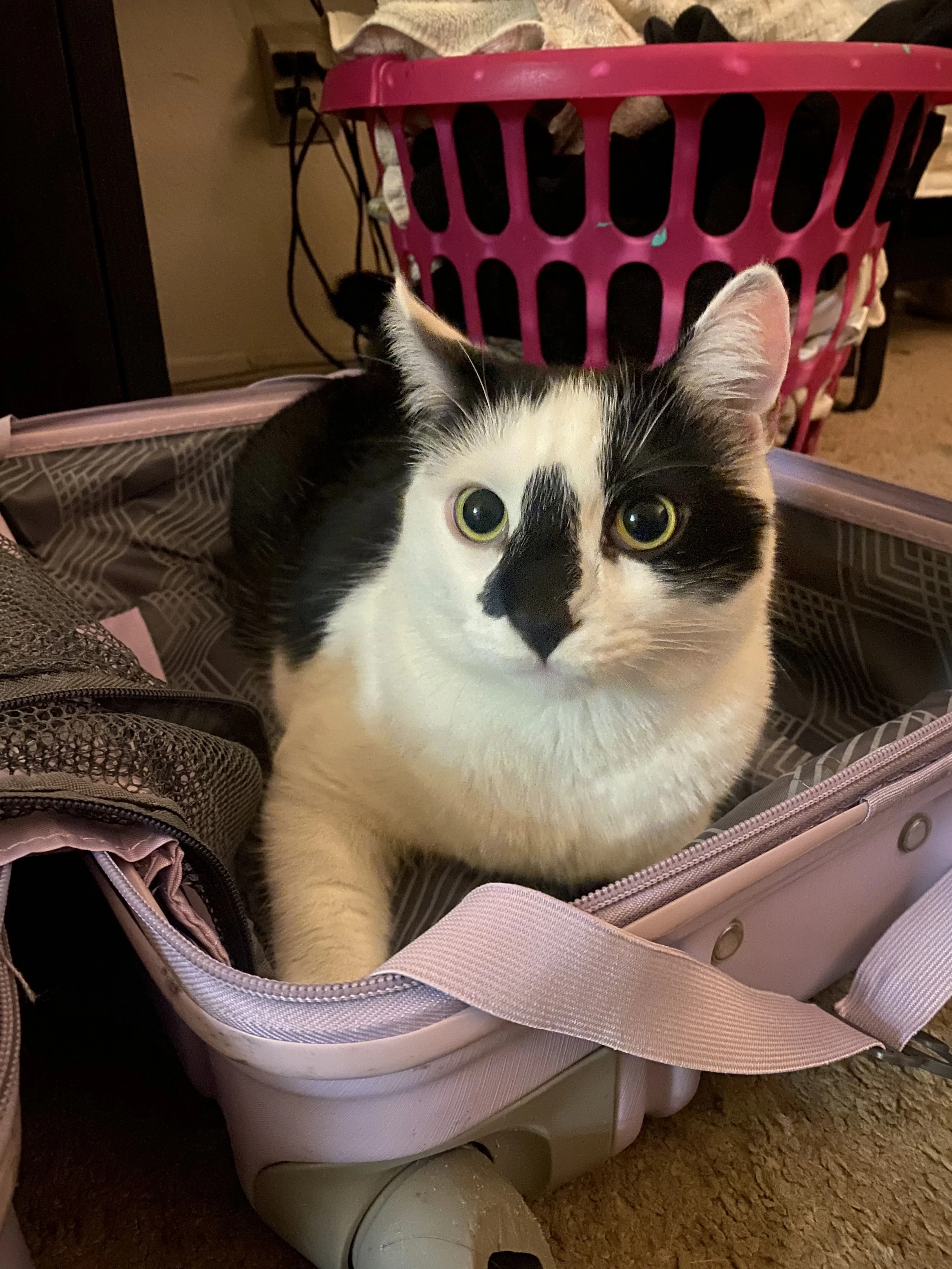 Lost pet-1