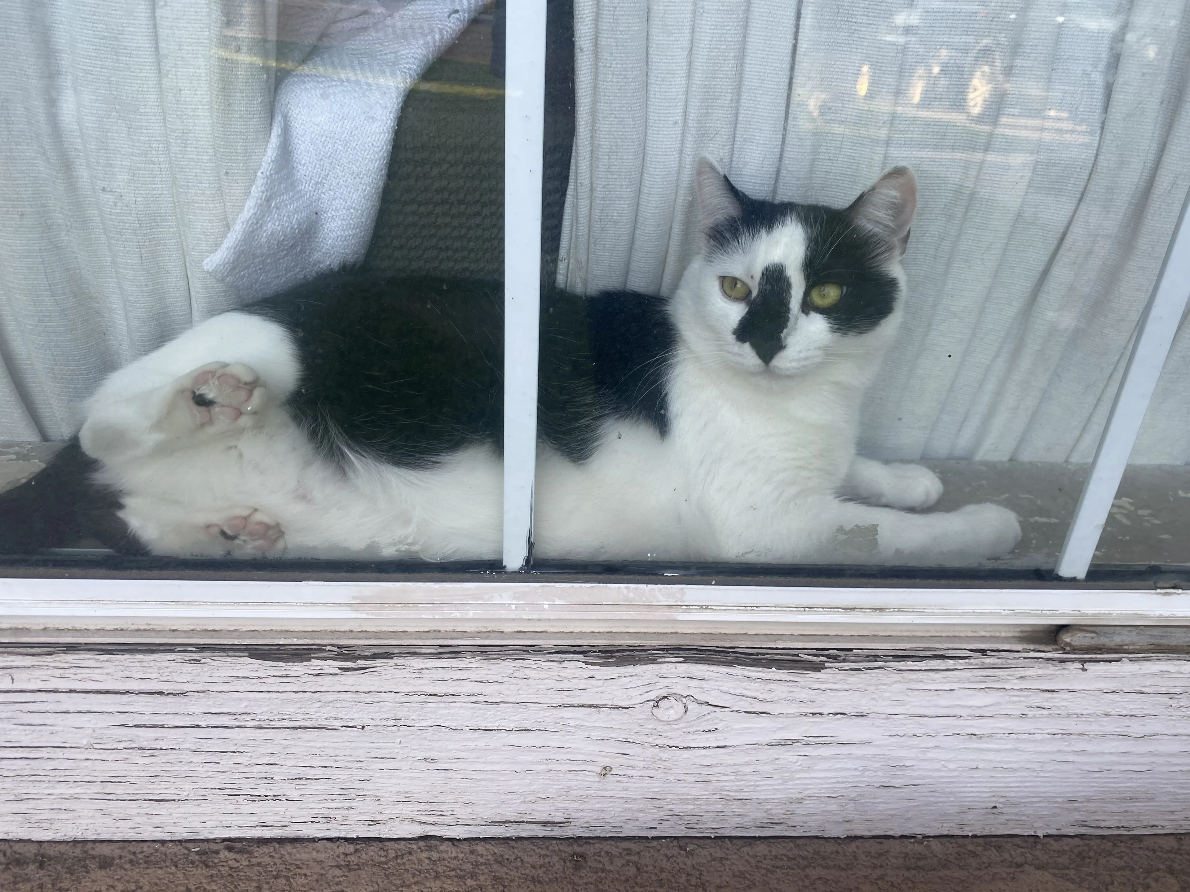 Lost pet-2