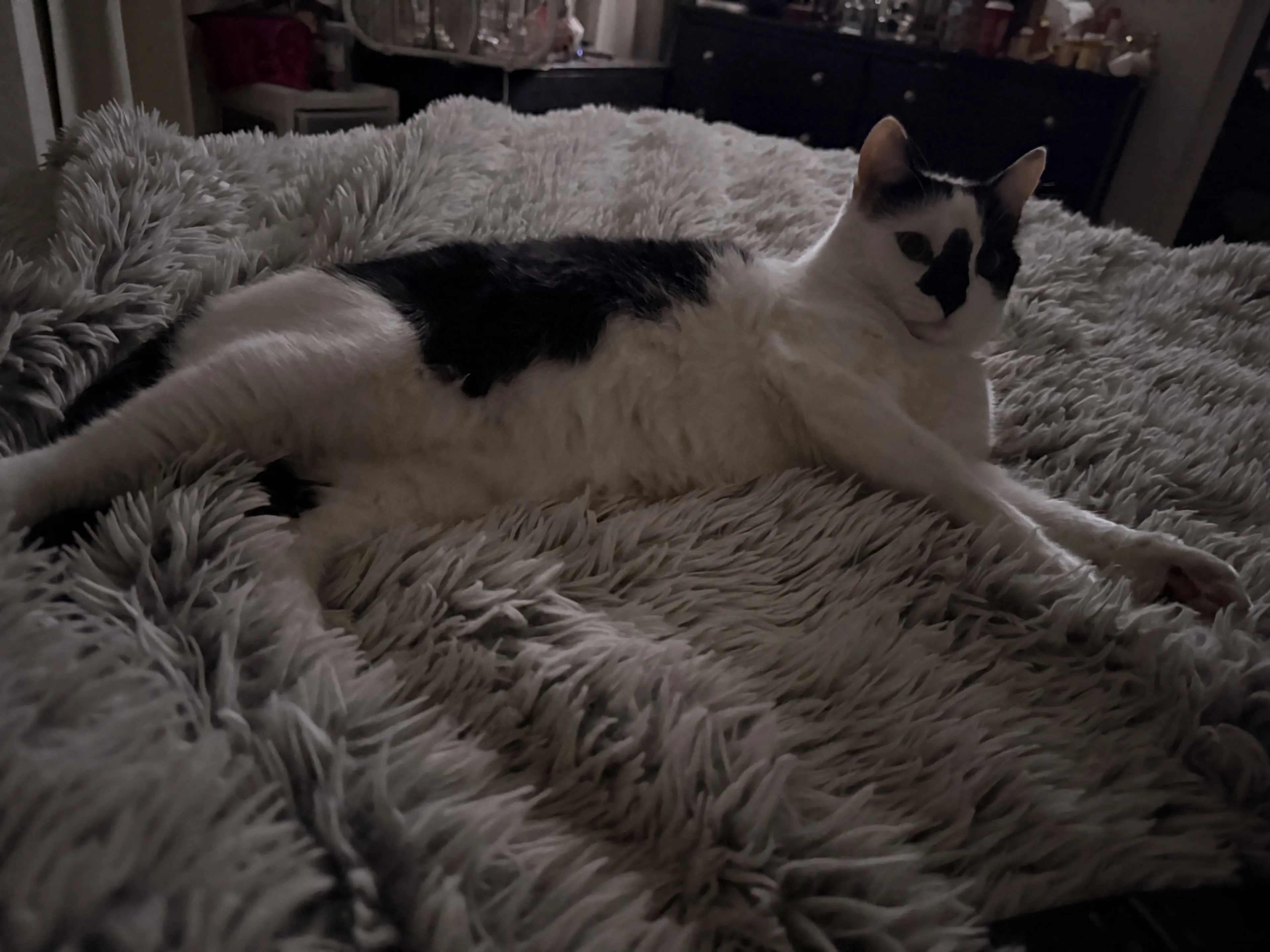 Lost pet-0