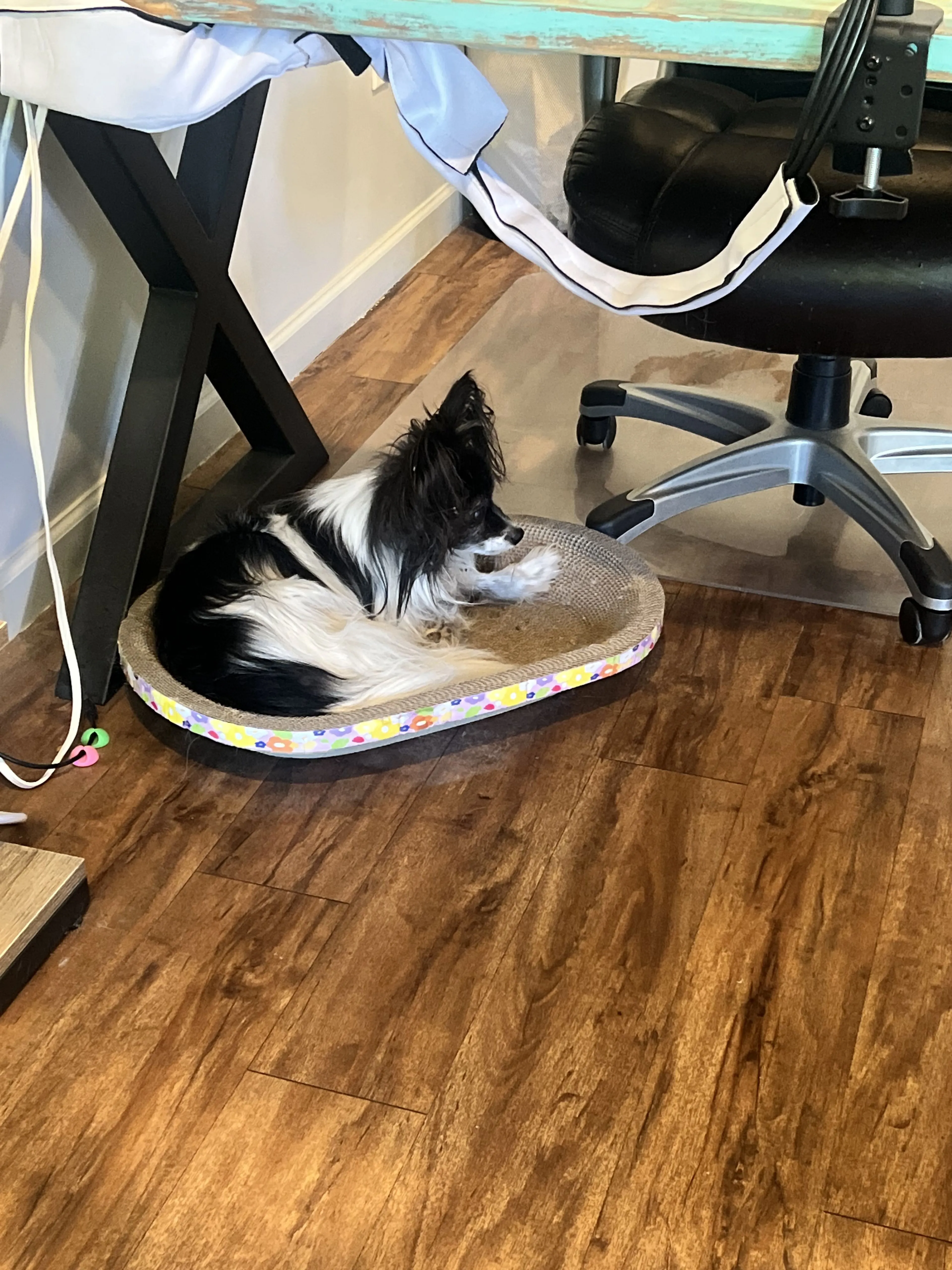 Lost pet-1