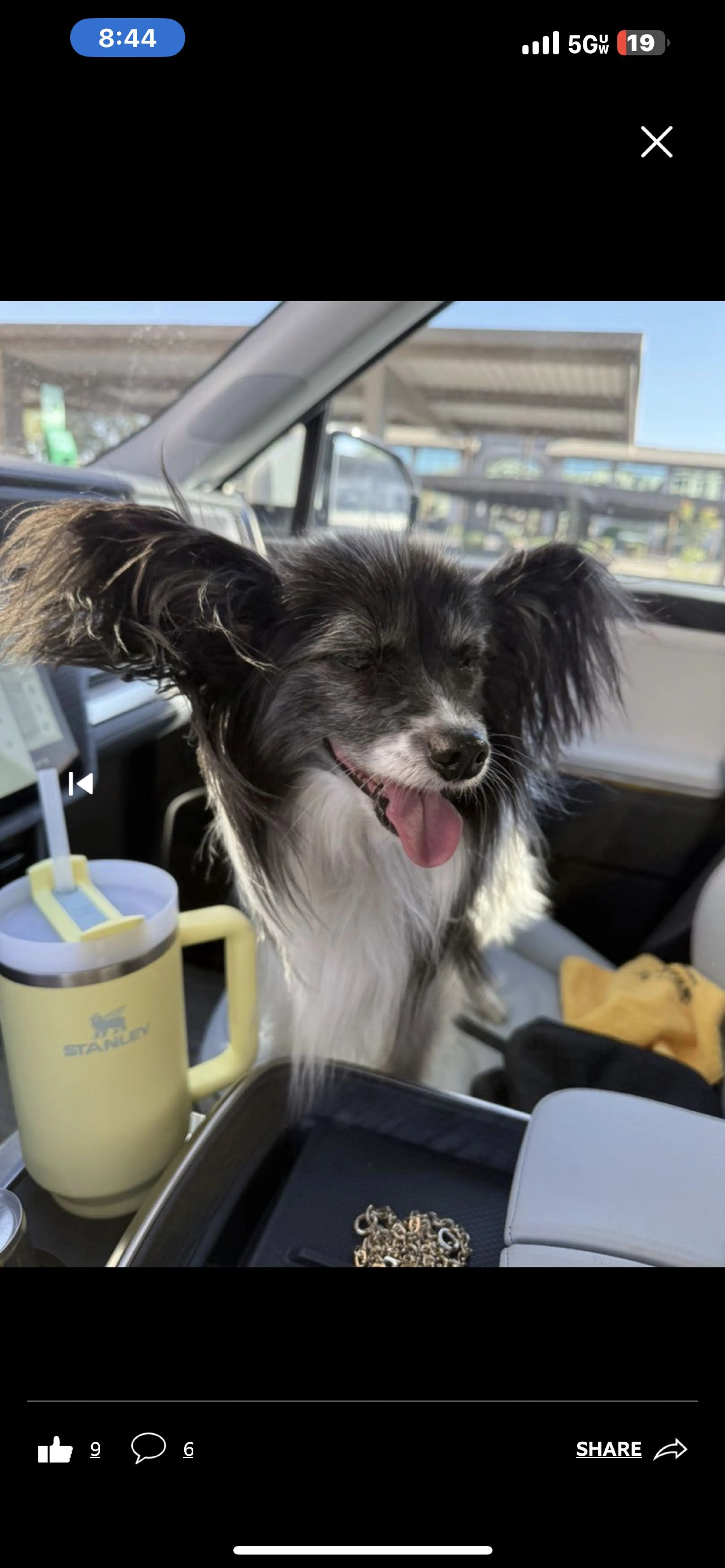 Lost pet-2