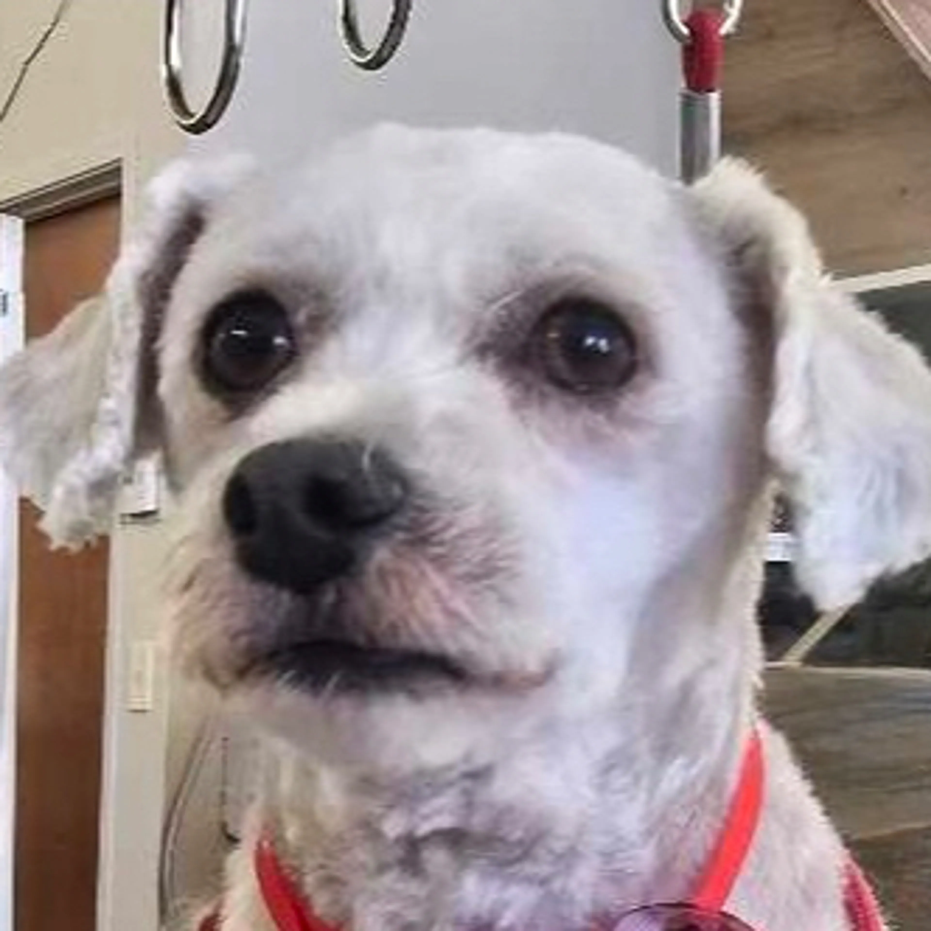 Lost pet-3