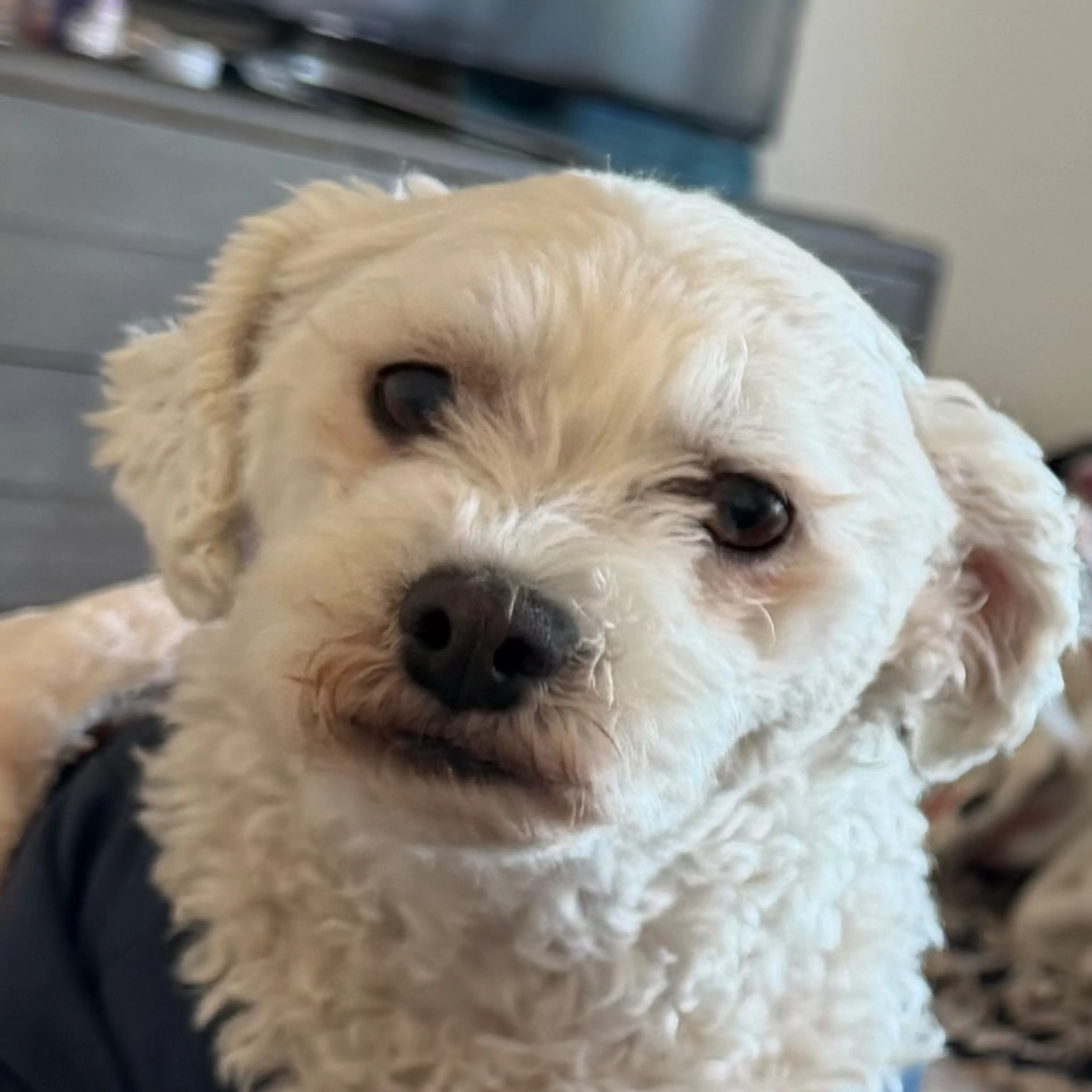 Lost pet-2