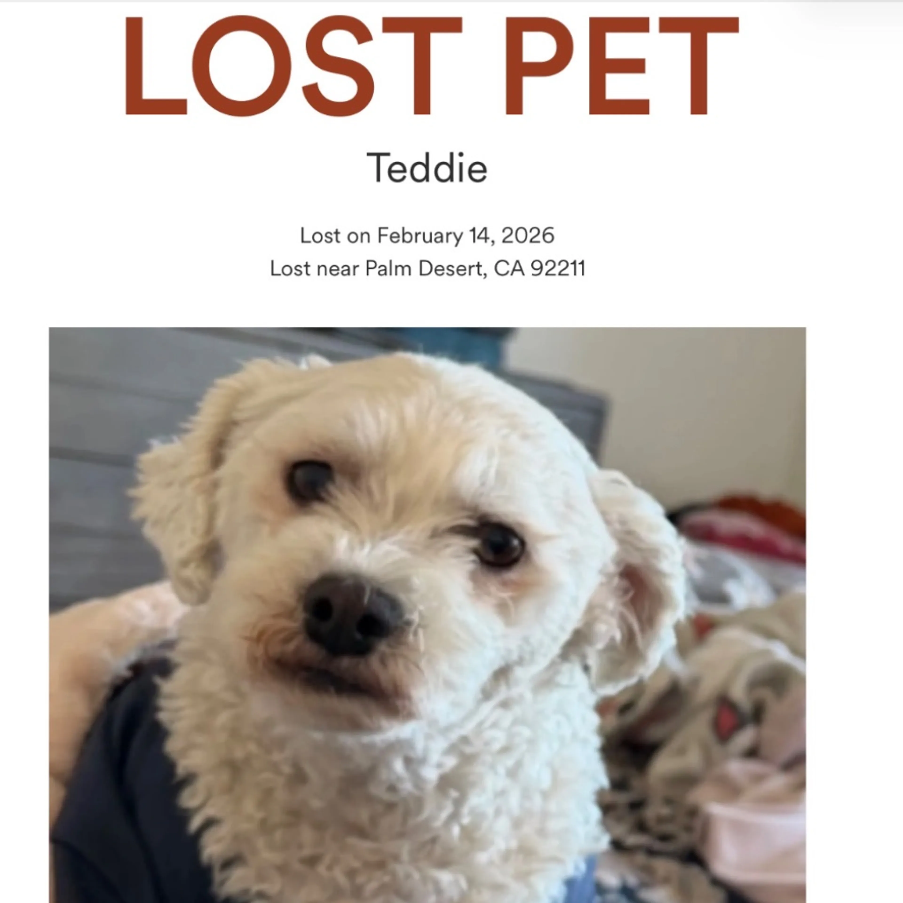 Lost pet-0