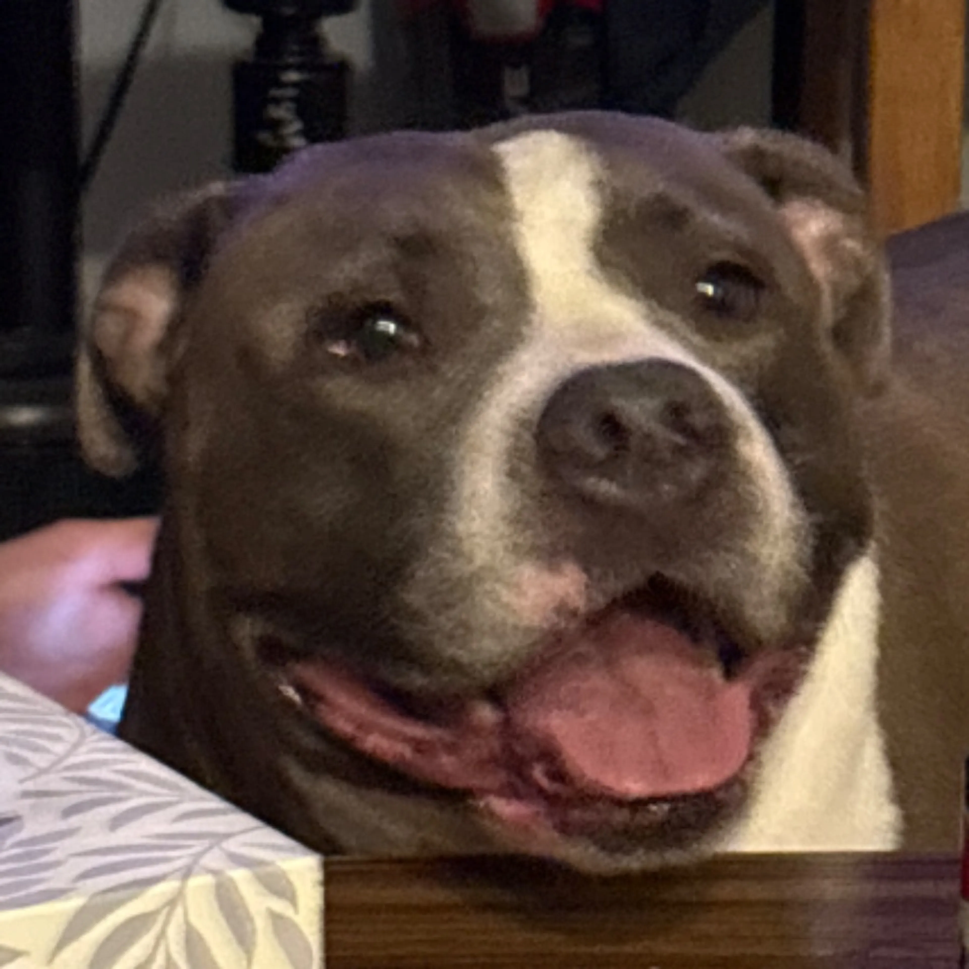 Found pet