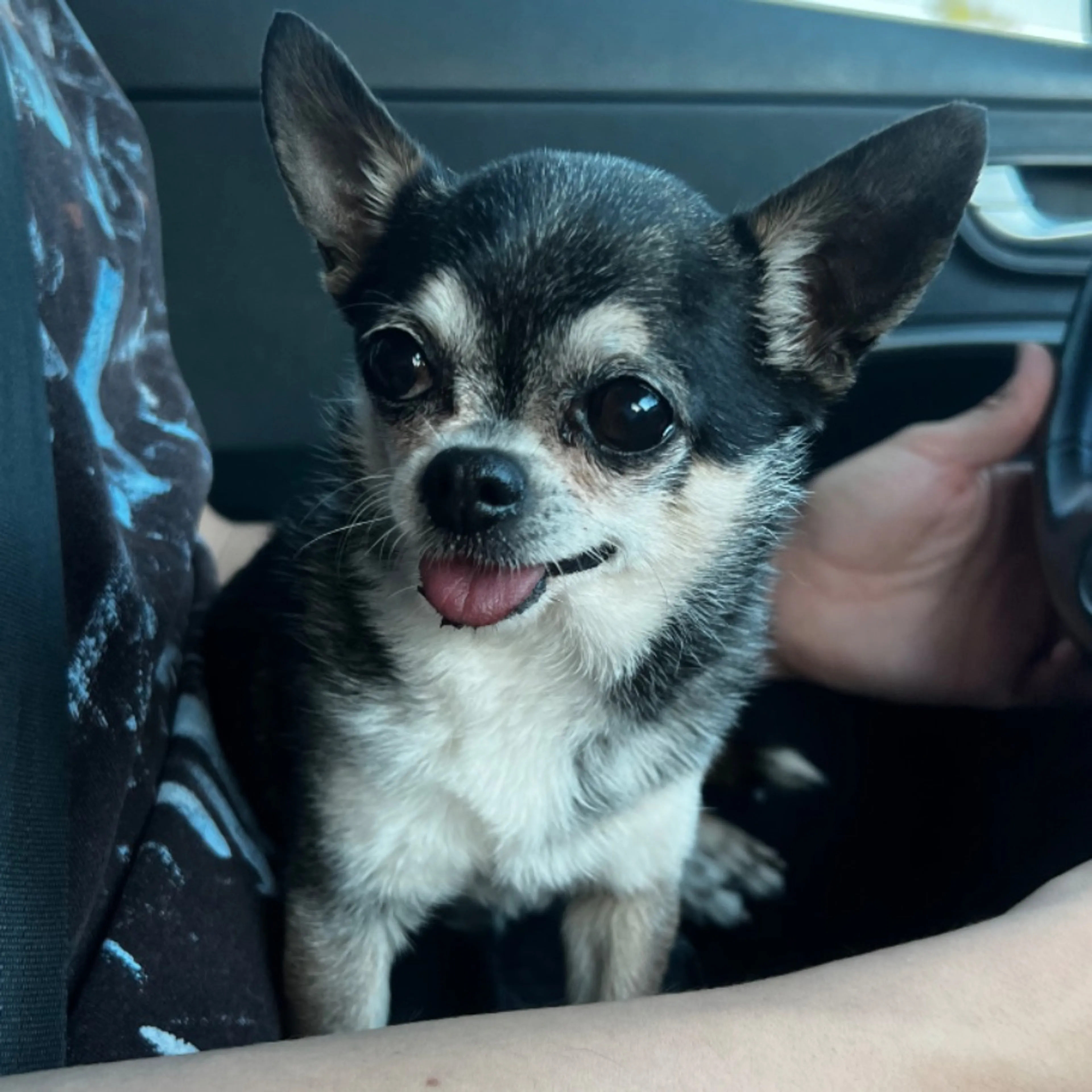 Lost pet