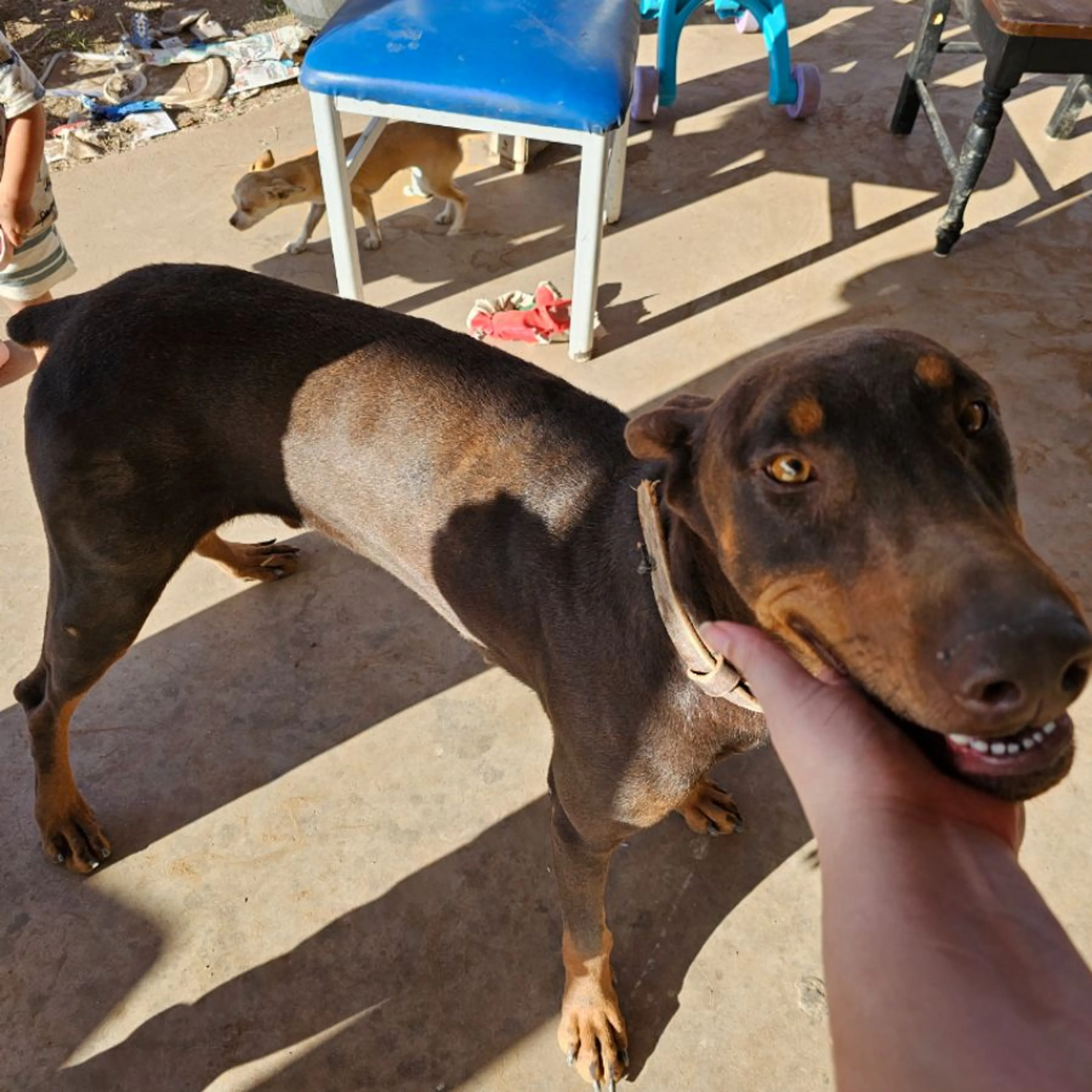 Found pet