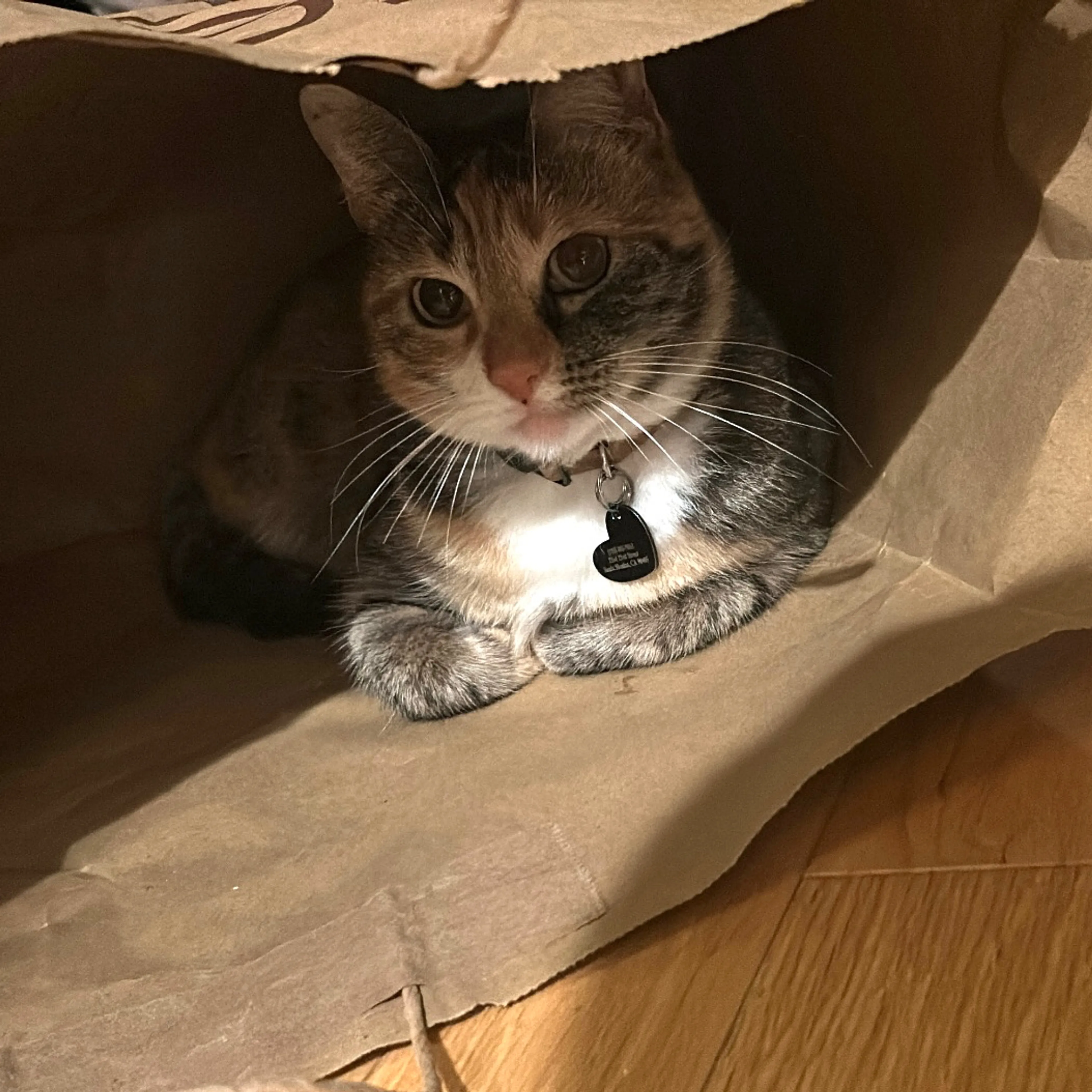 Lost pet-3