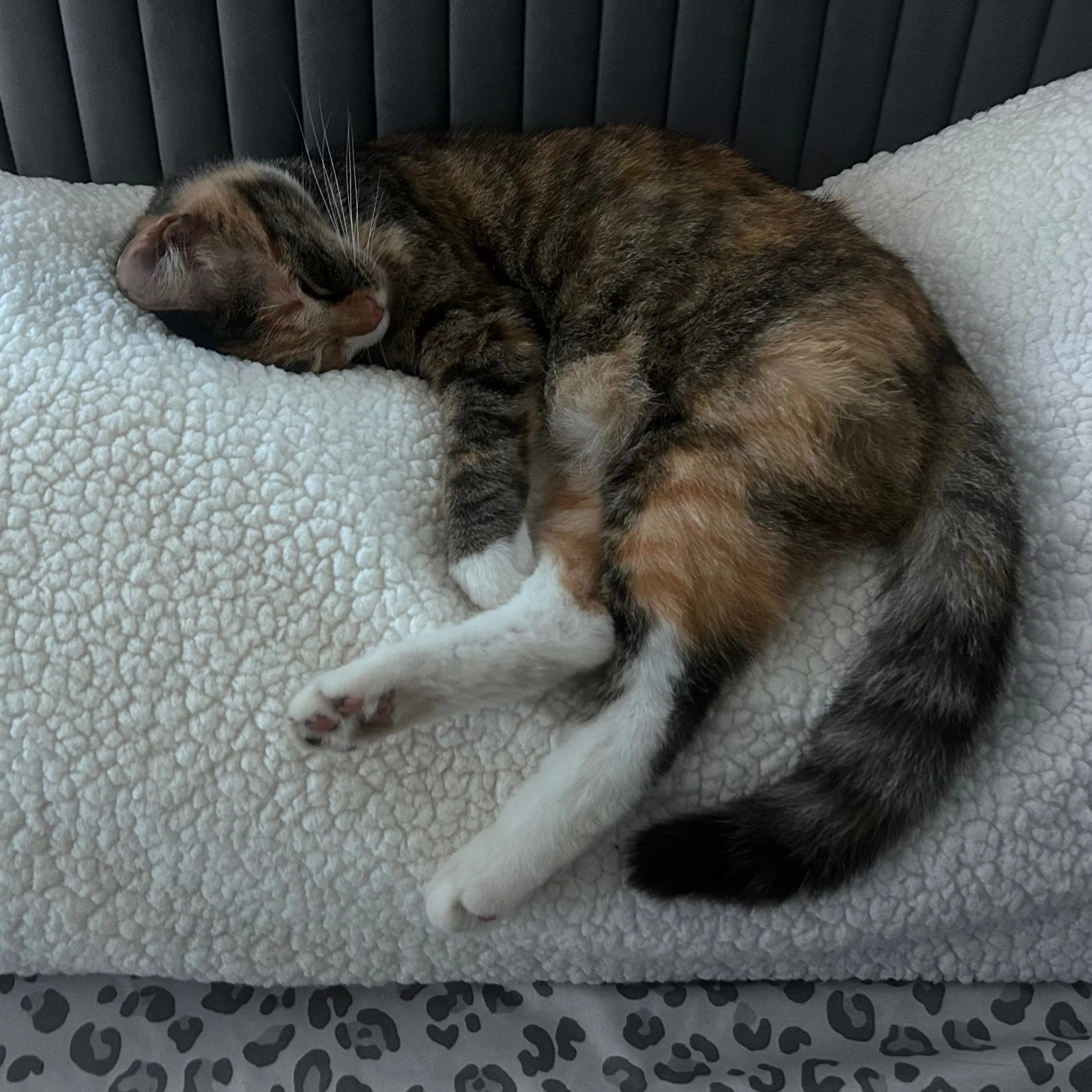 Lost pet-1