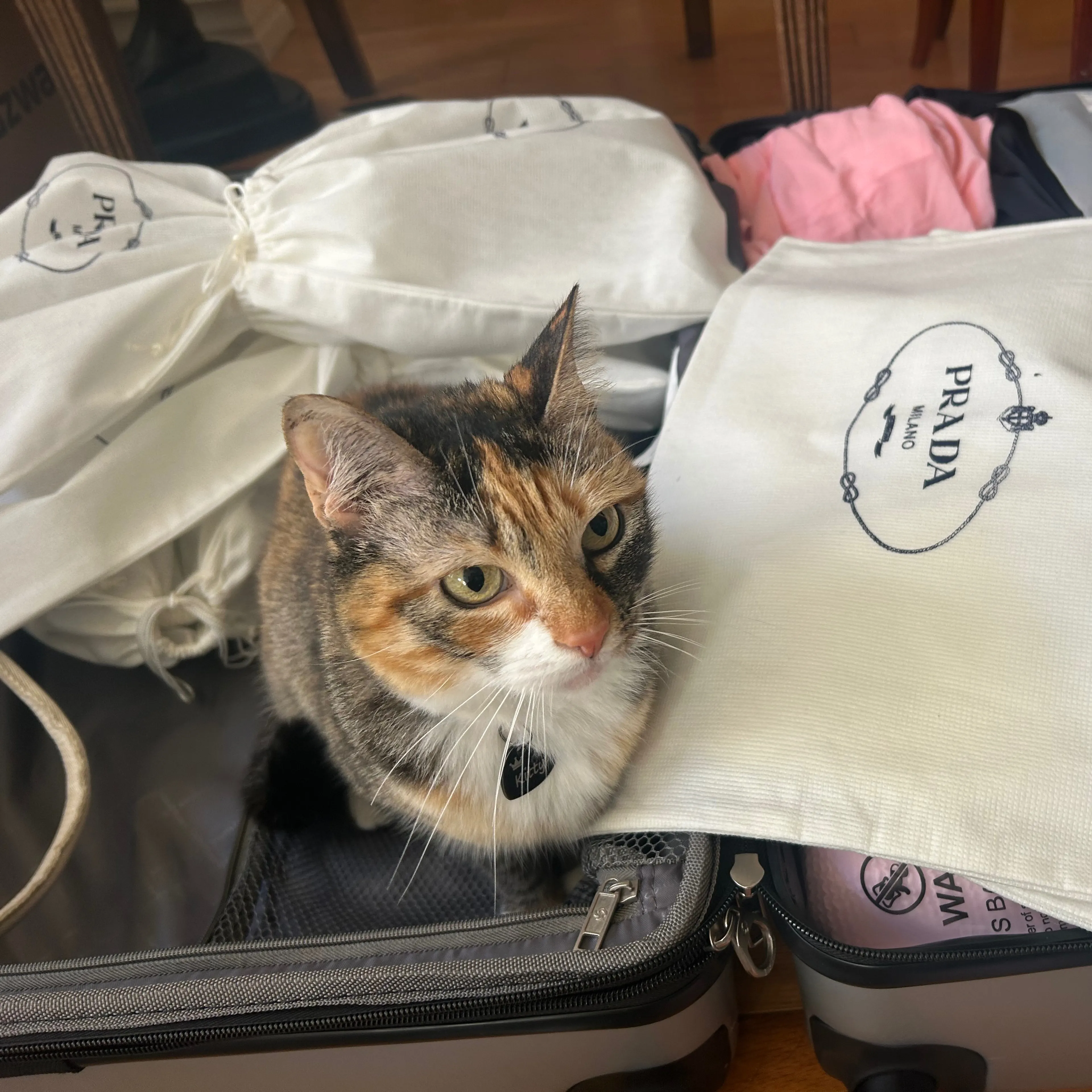 Lost pet-2