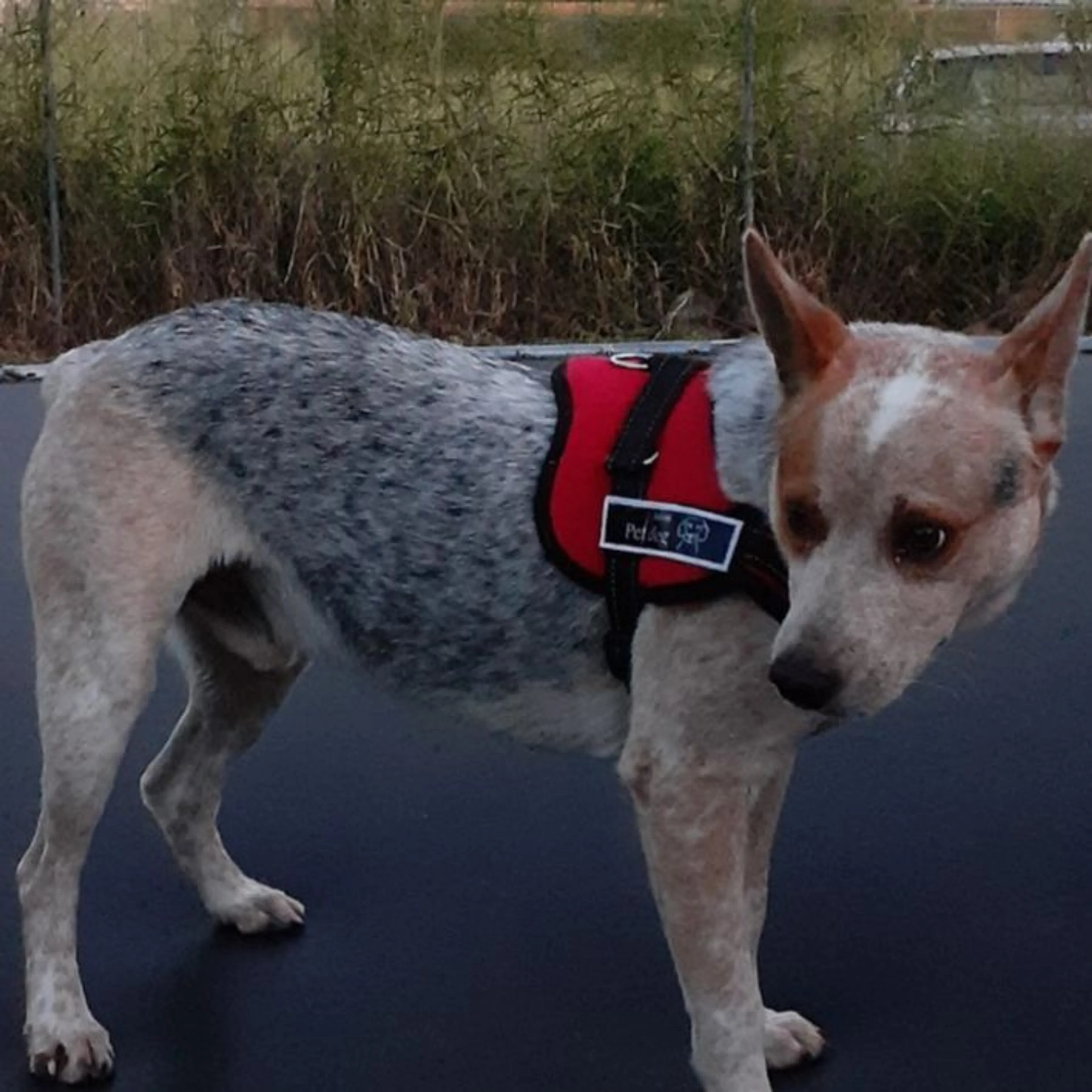 Lost pet