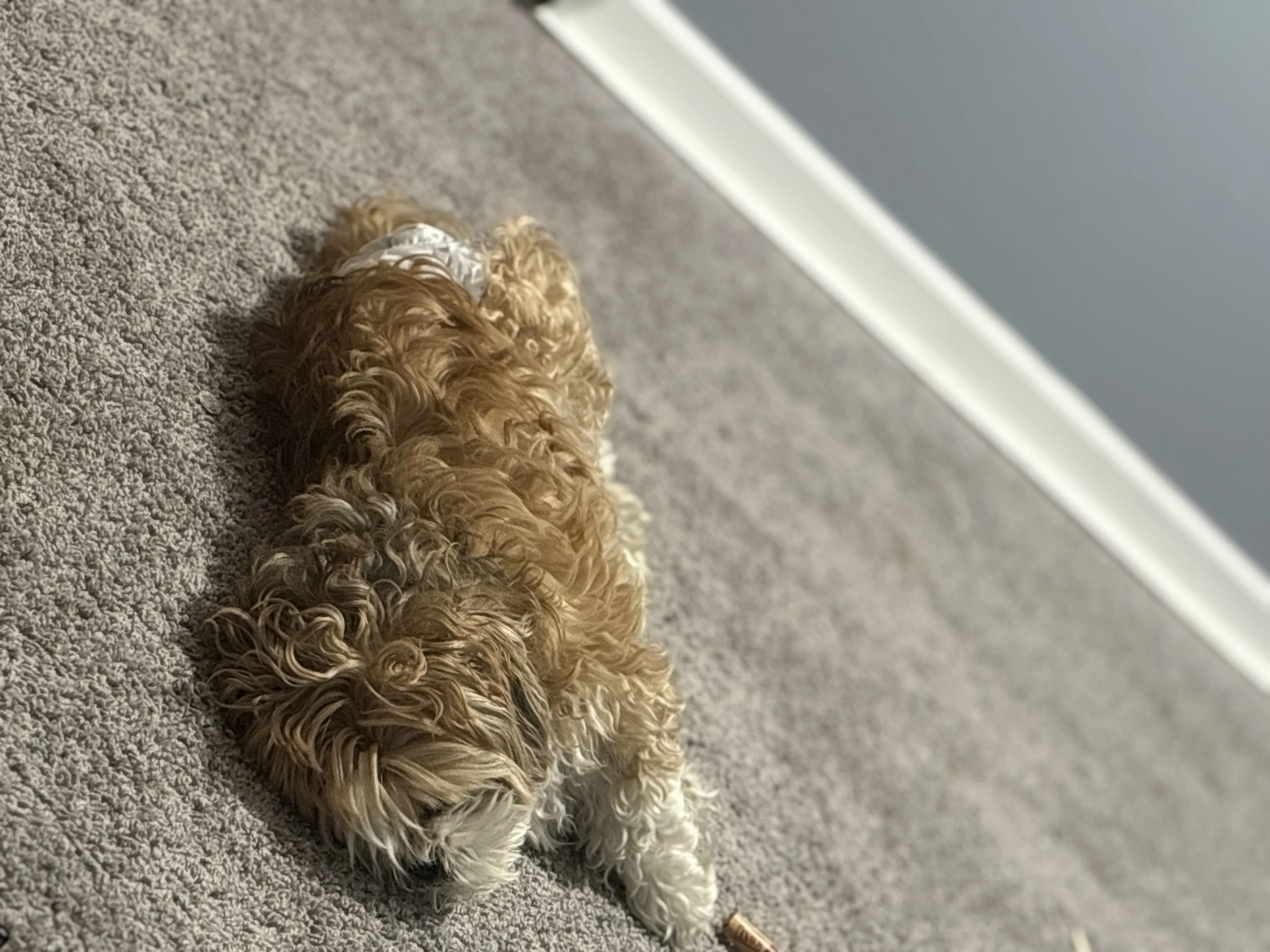 Lost pet-4