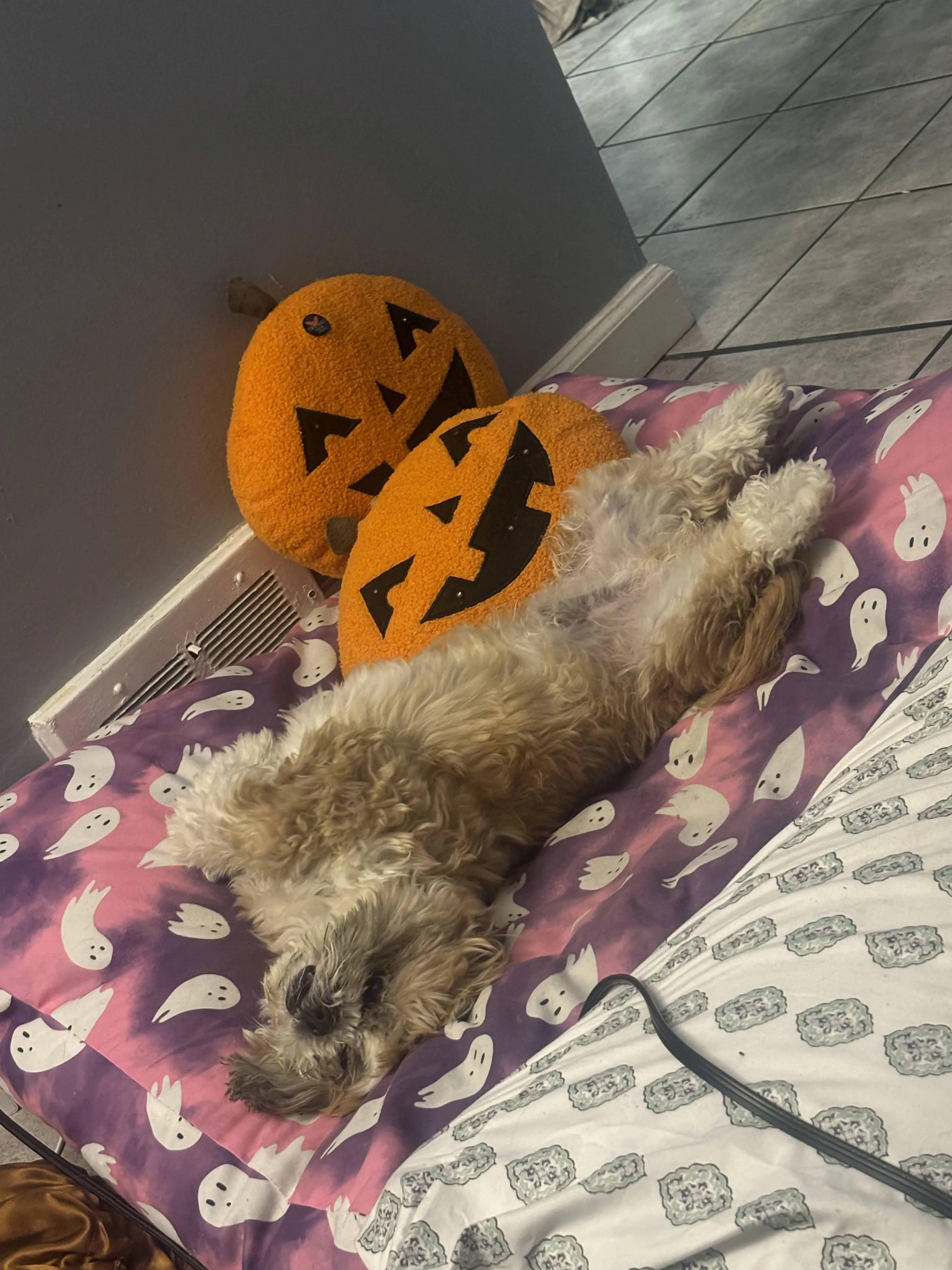 Lost pet-2