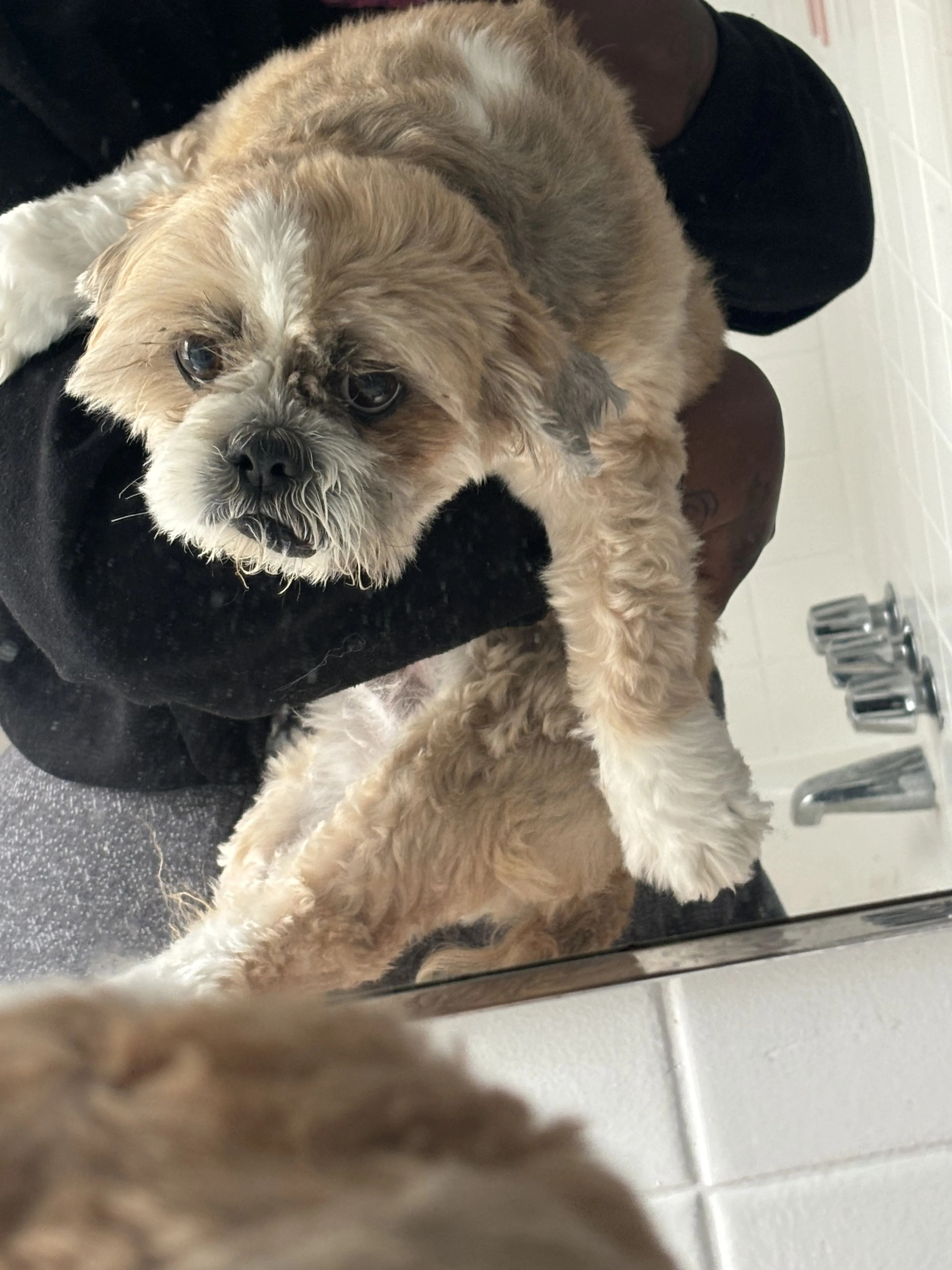 Lost pet-3