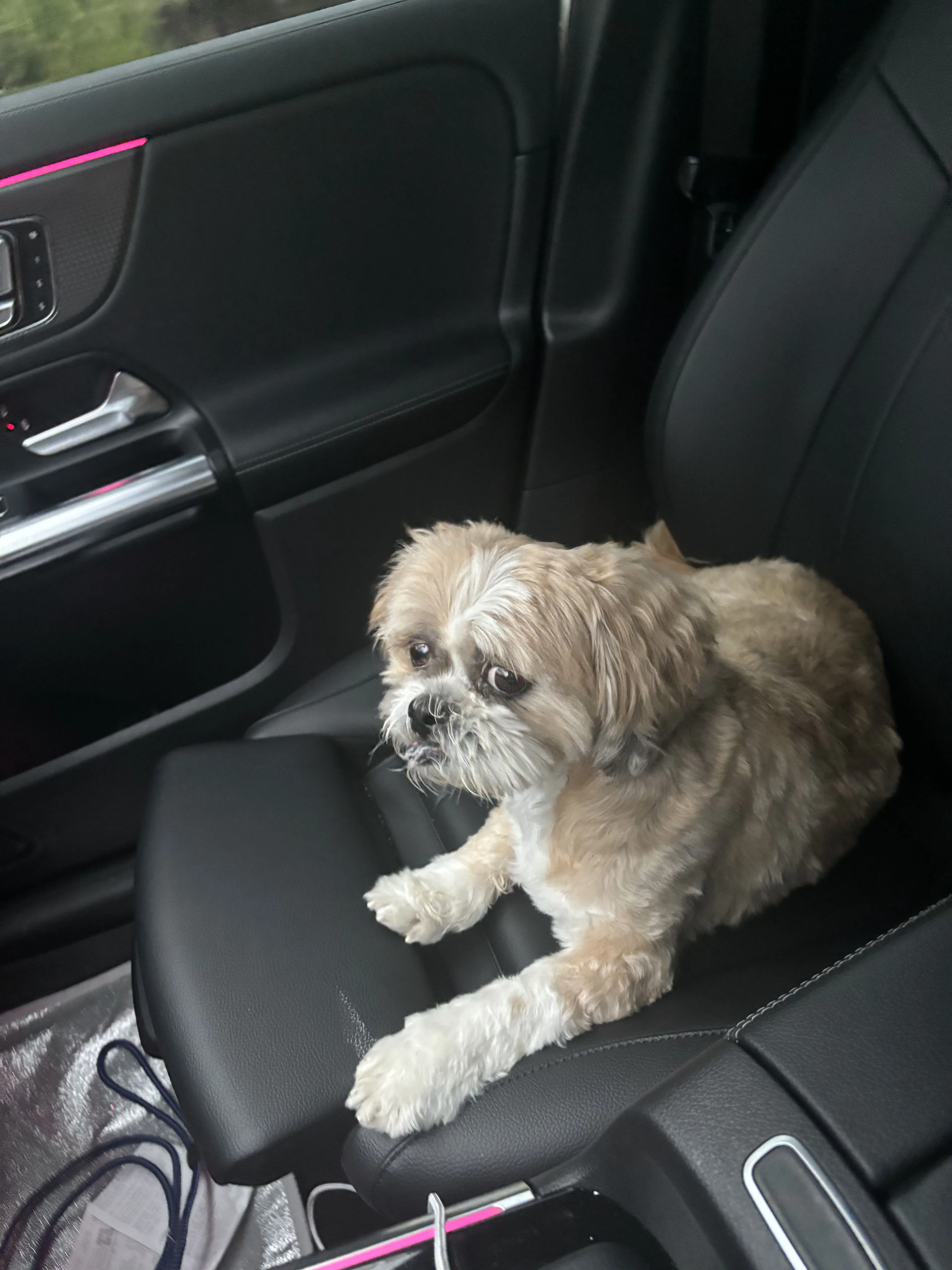 Lost pet-0