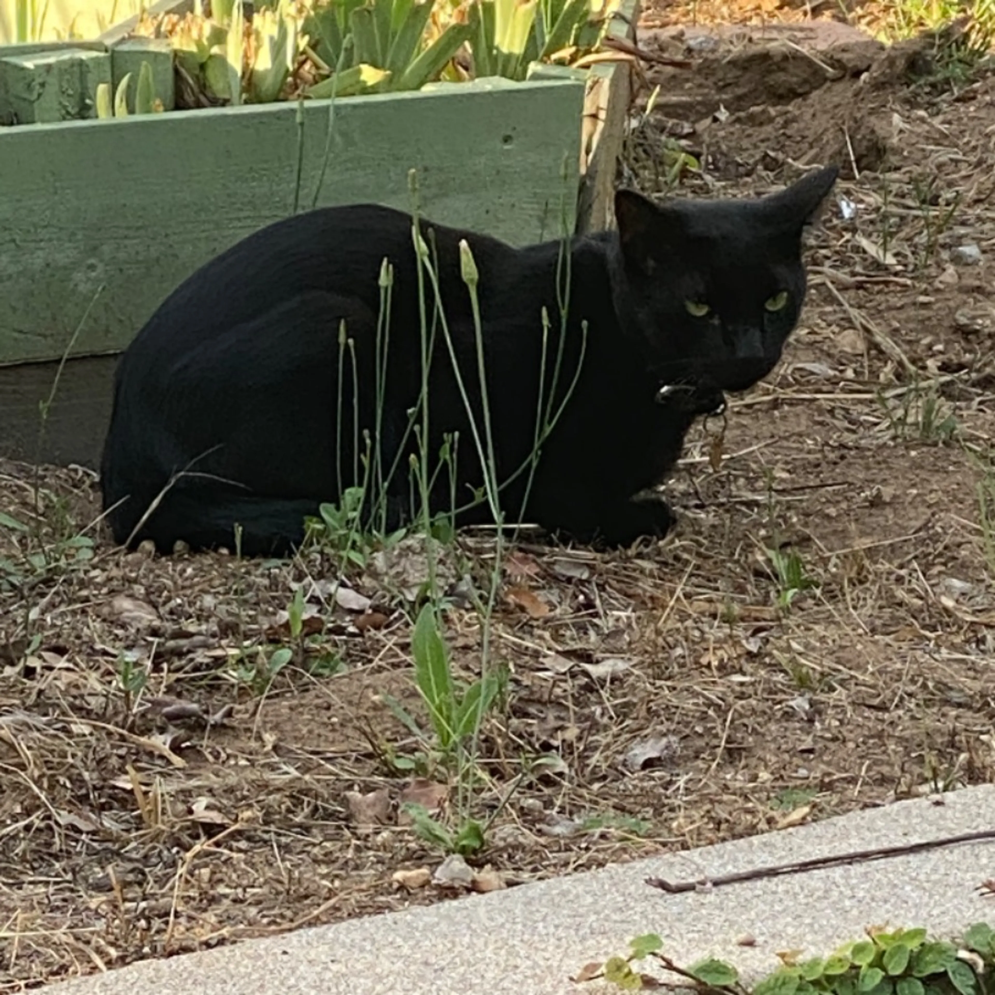 Found pet
