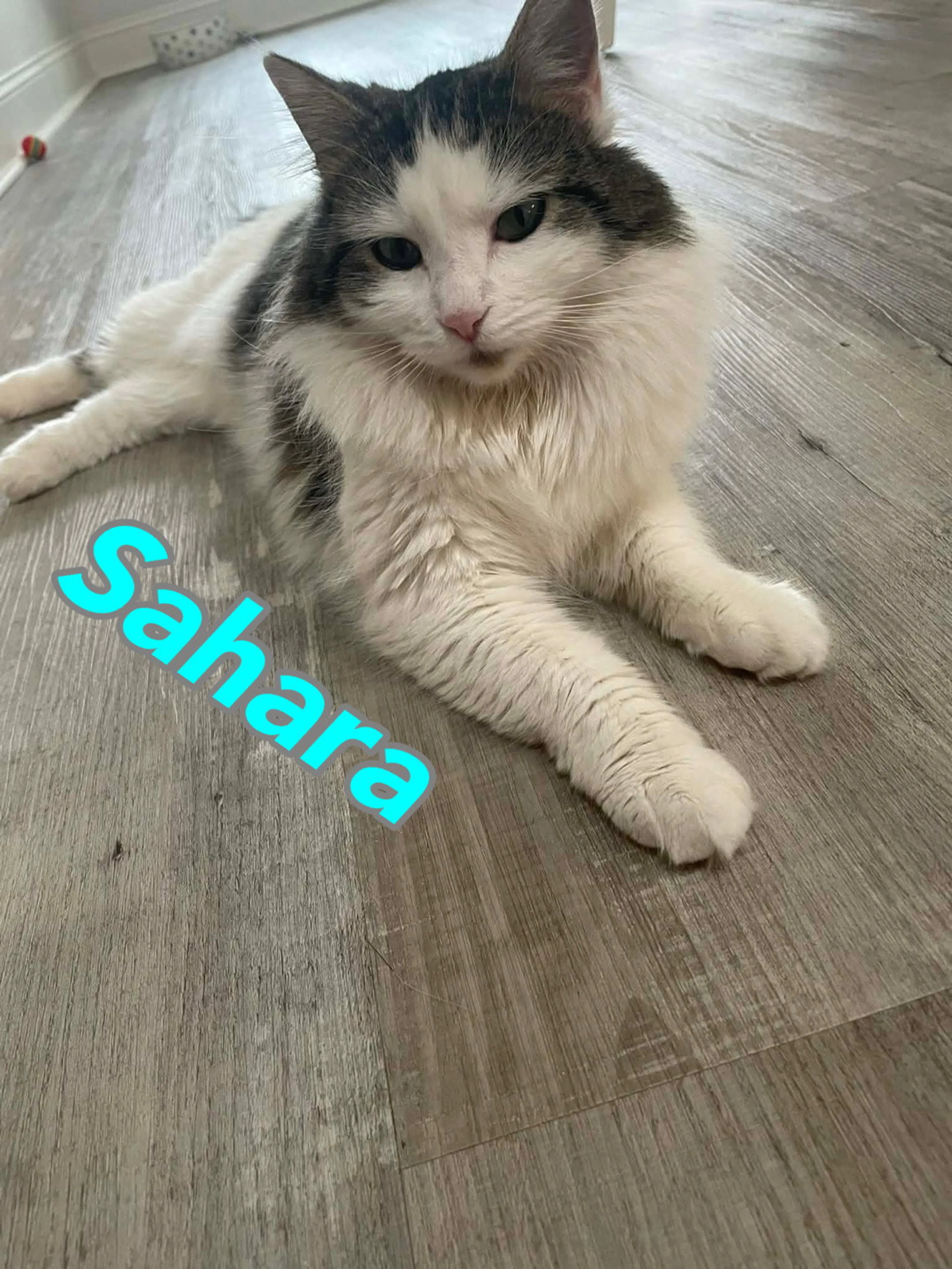 Found pet-2