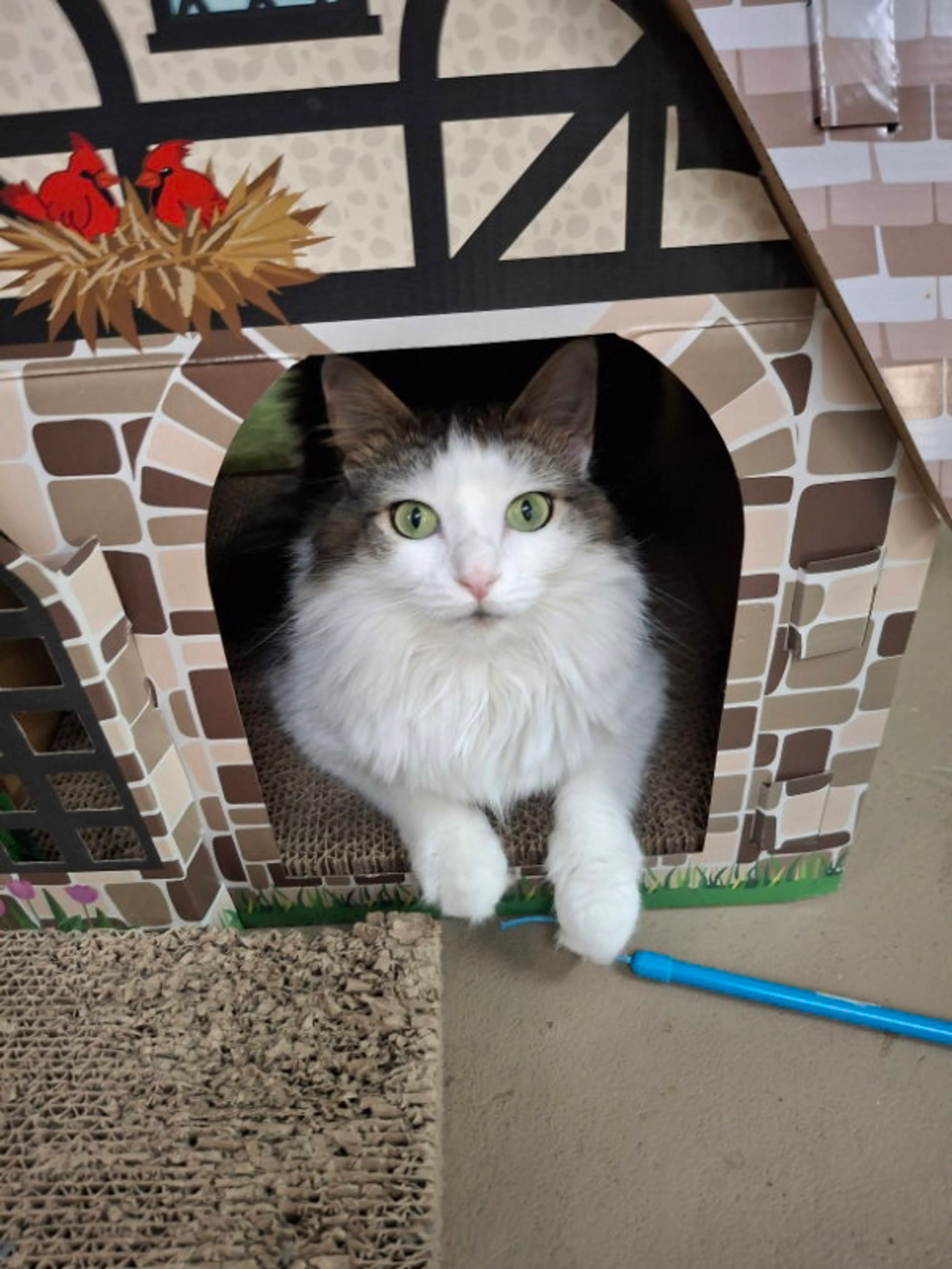 Found pet-3