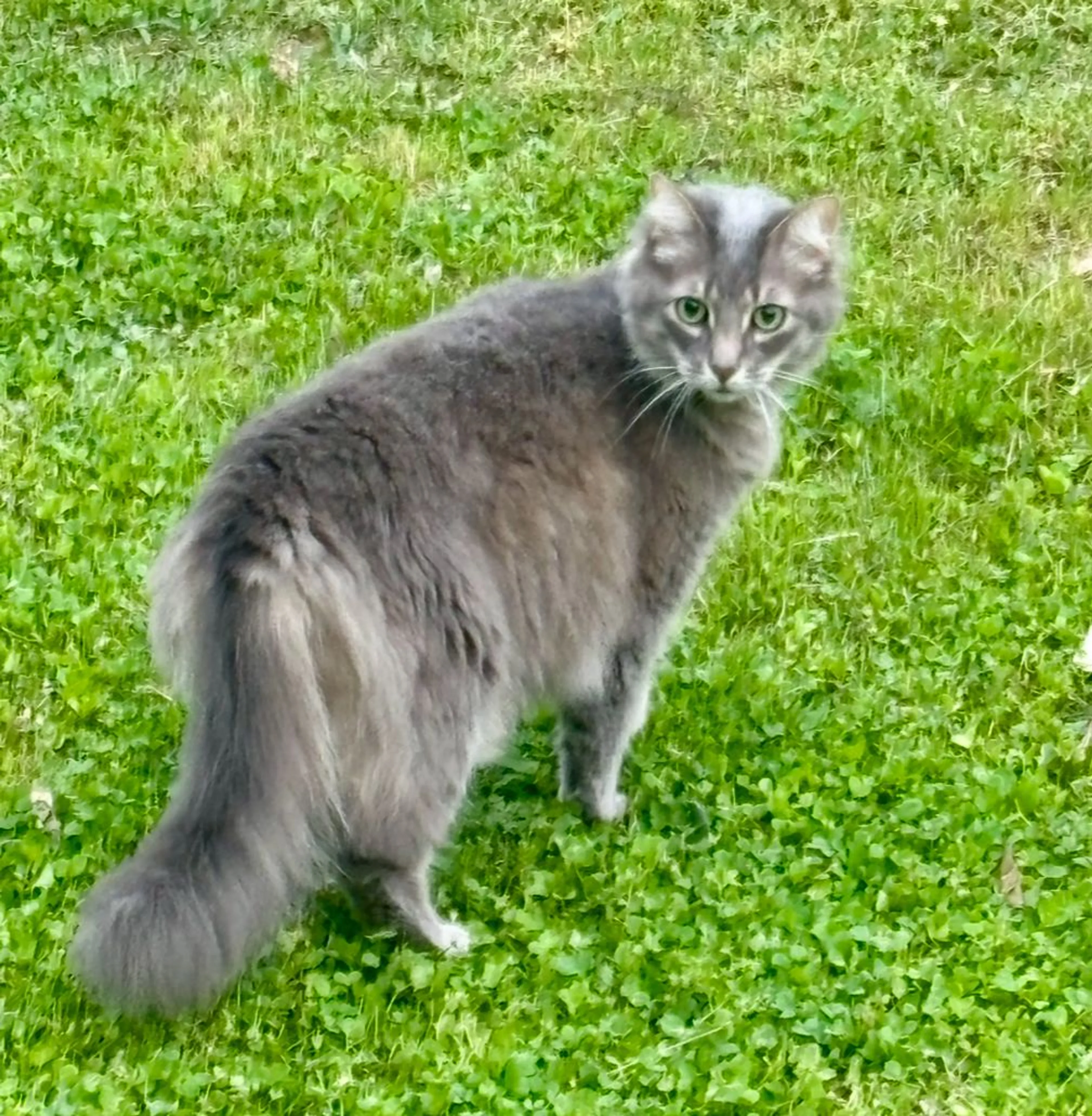 Lost pet
