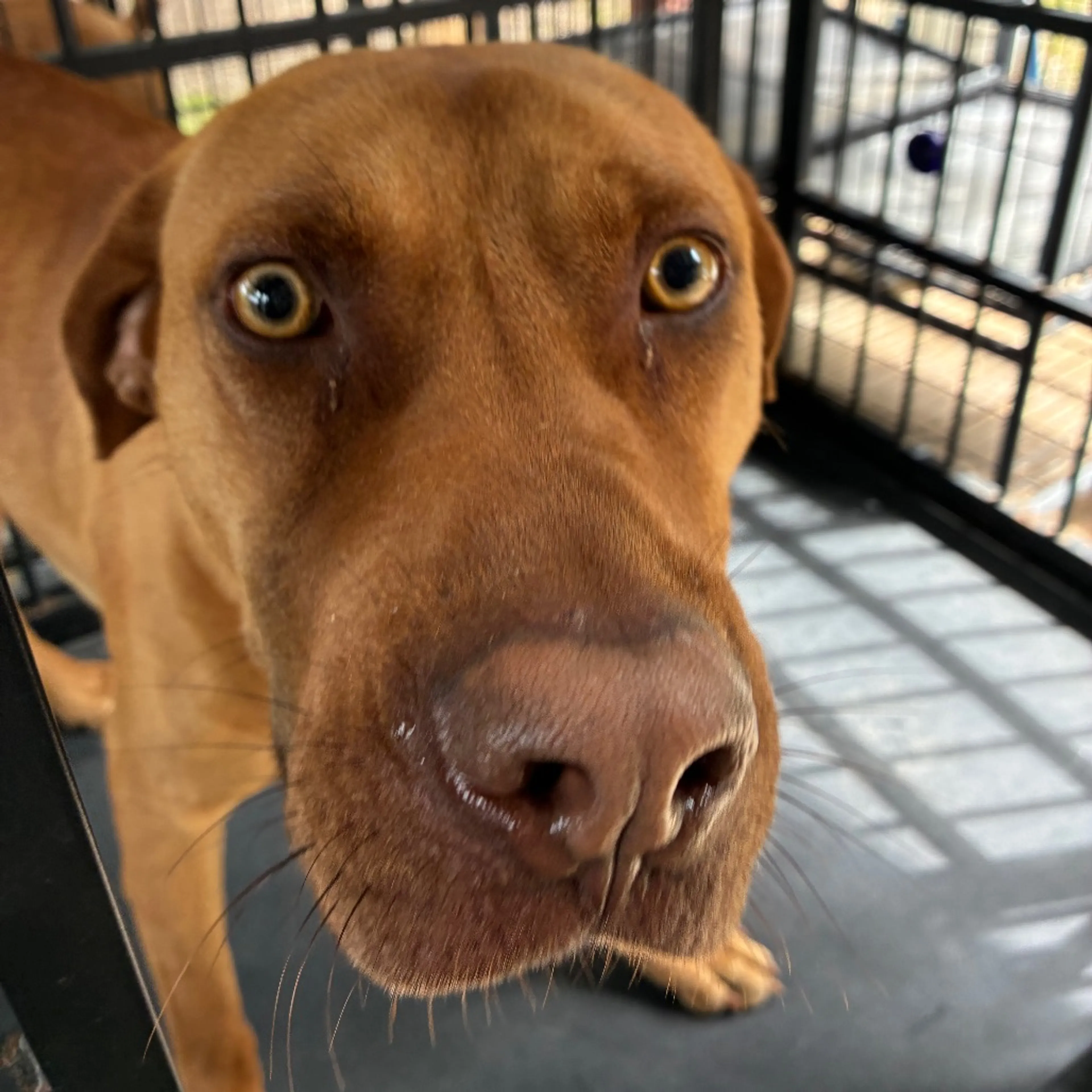 Found pet