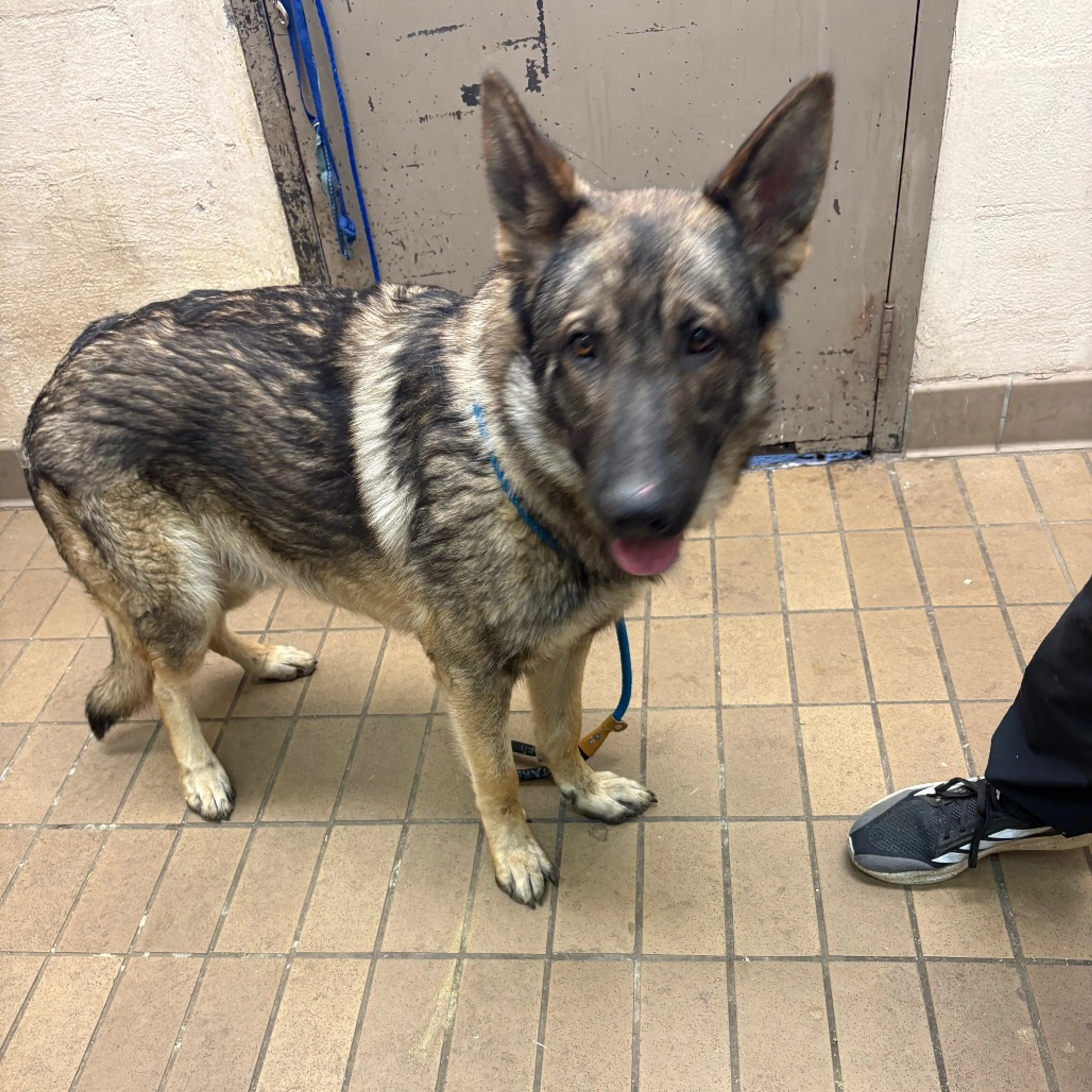Found pet