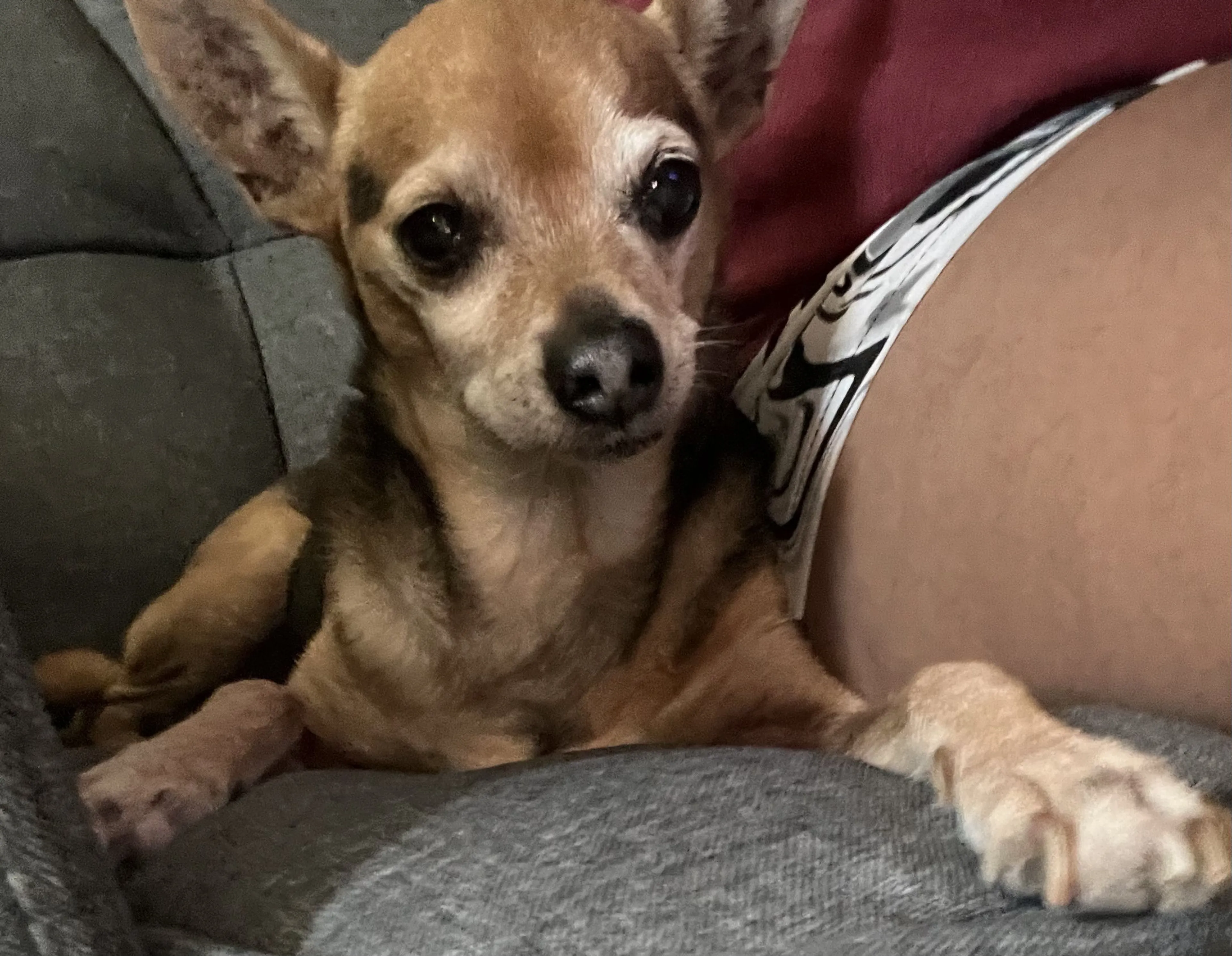 Lost pet