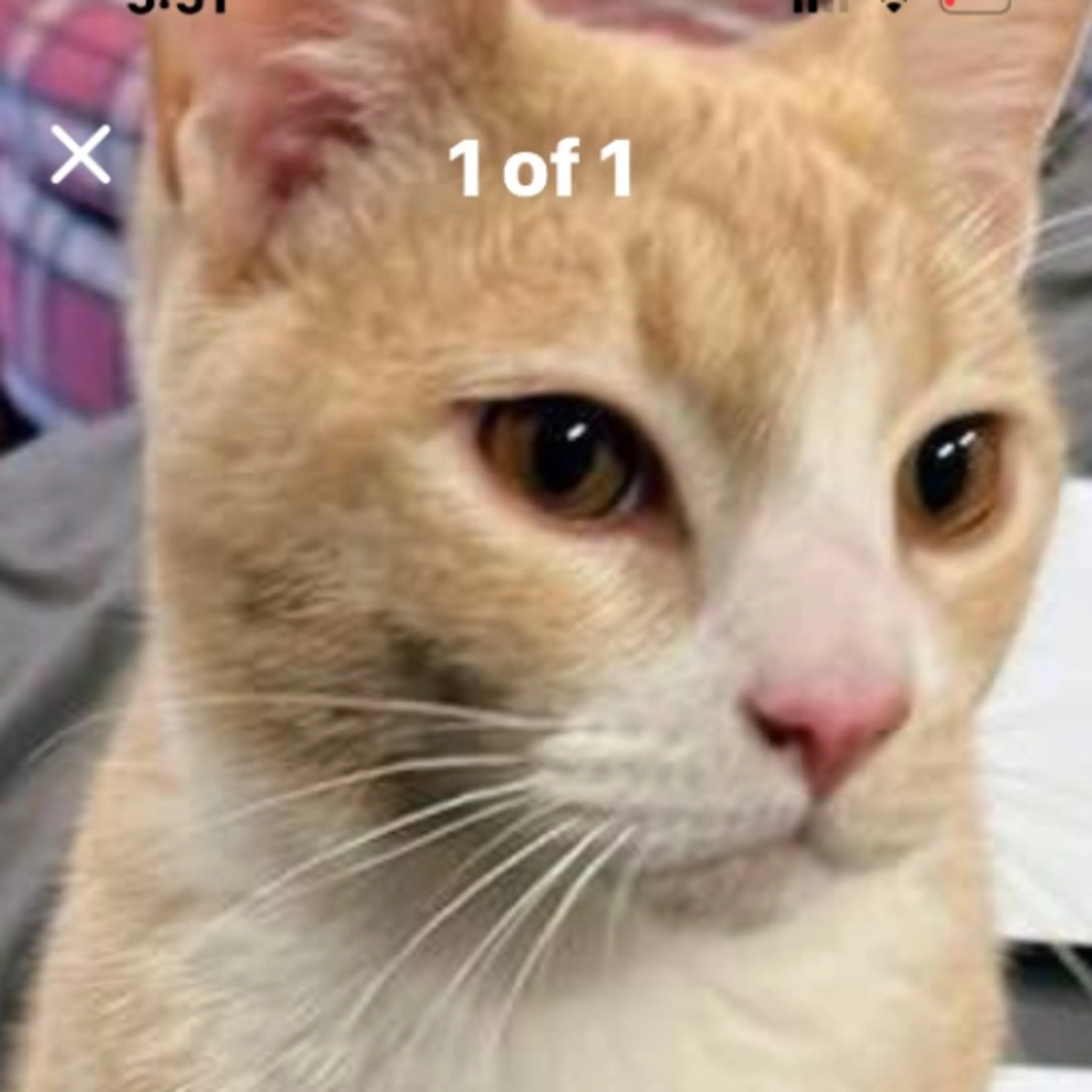 Lost pet