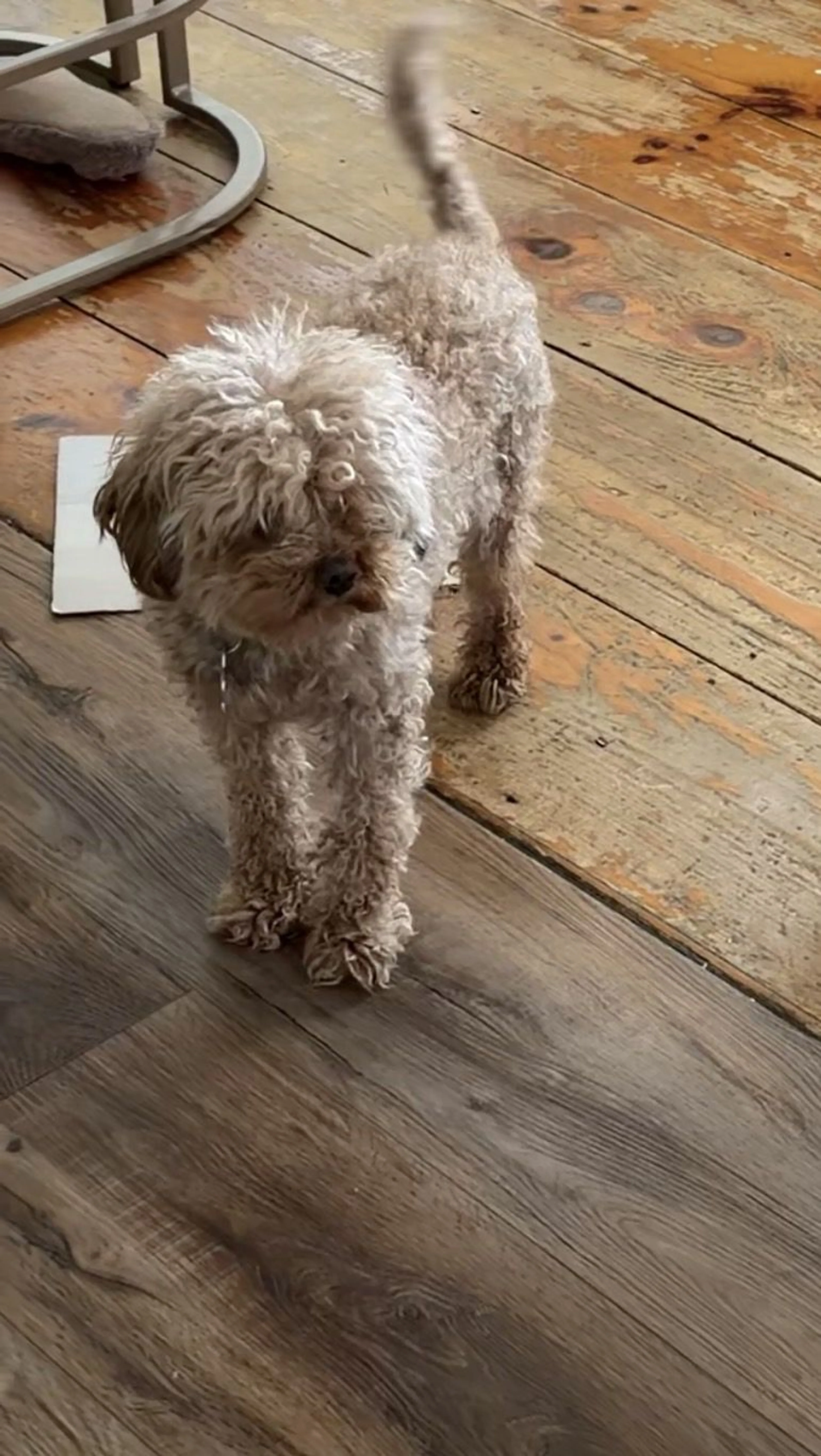 Lost pet-1