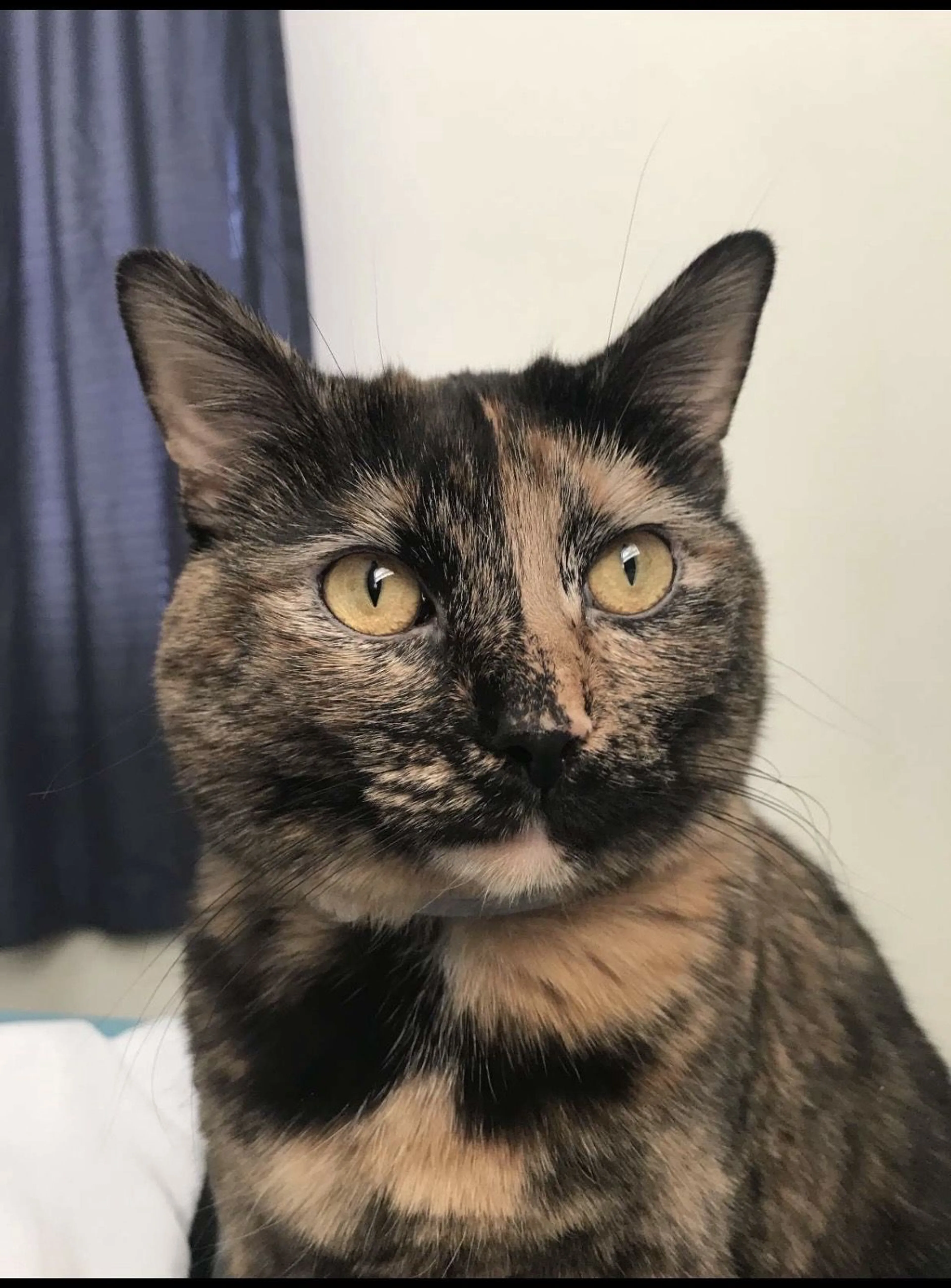 Lost pet-1