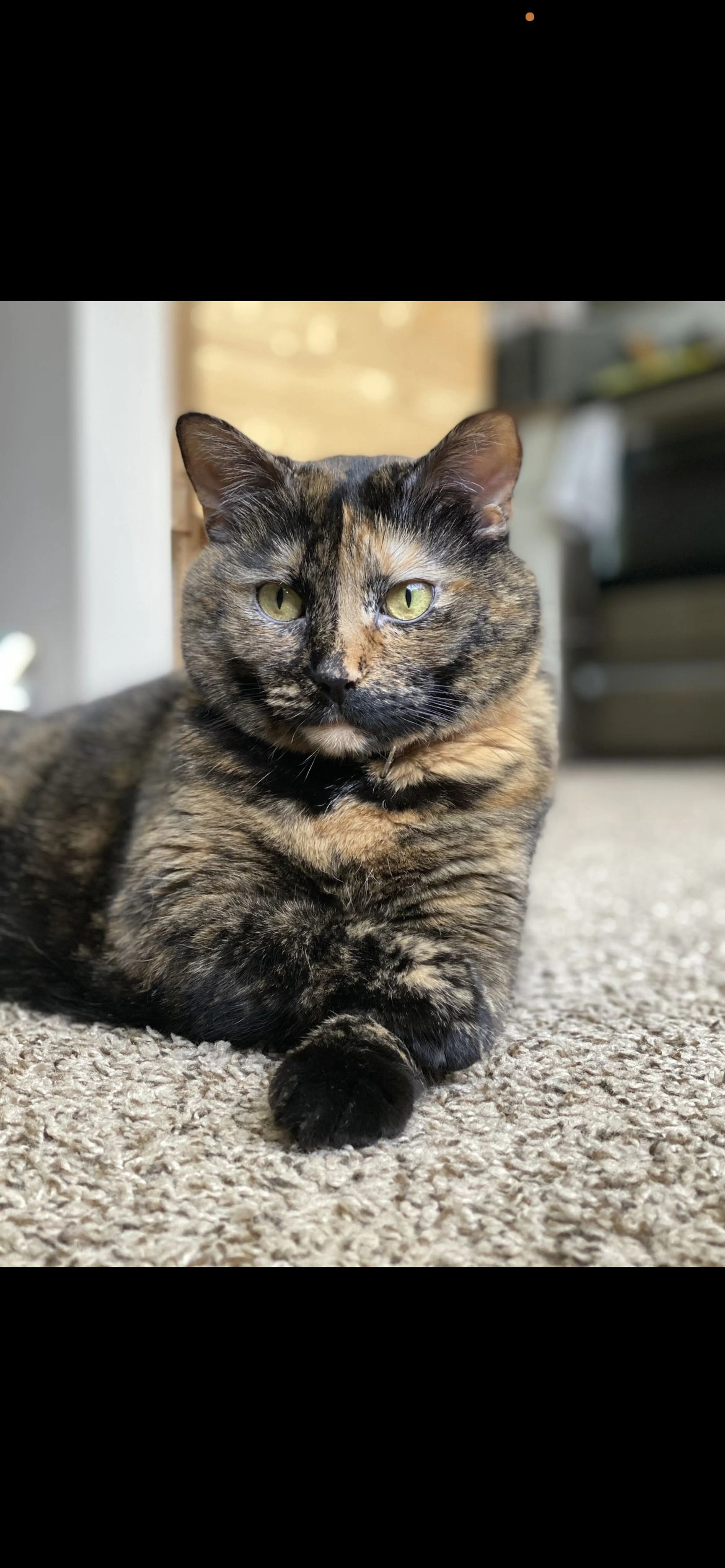 Lost pet-0