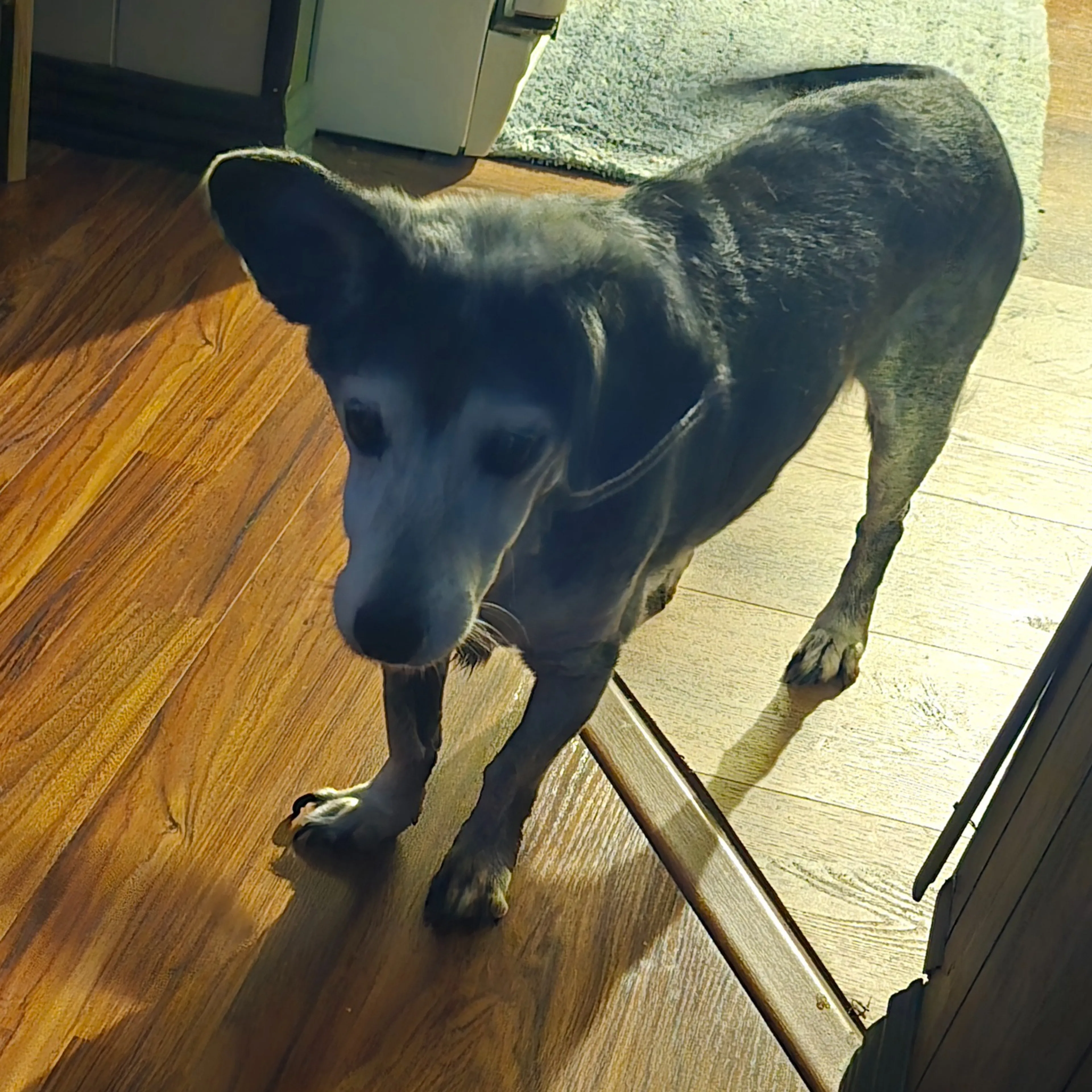 Lost pet-1
