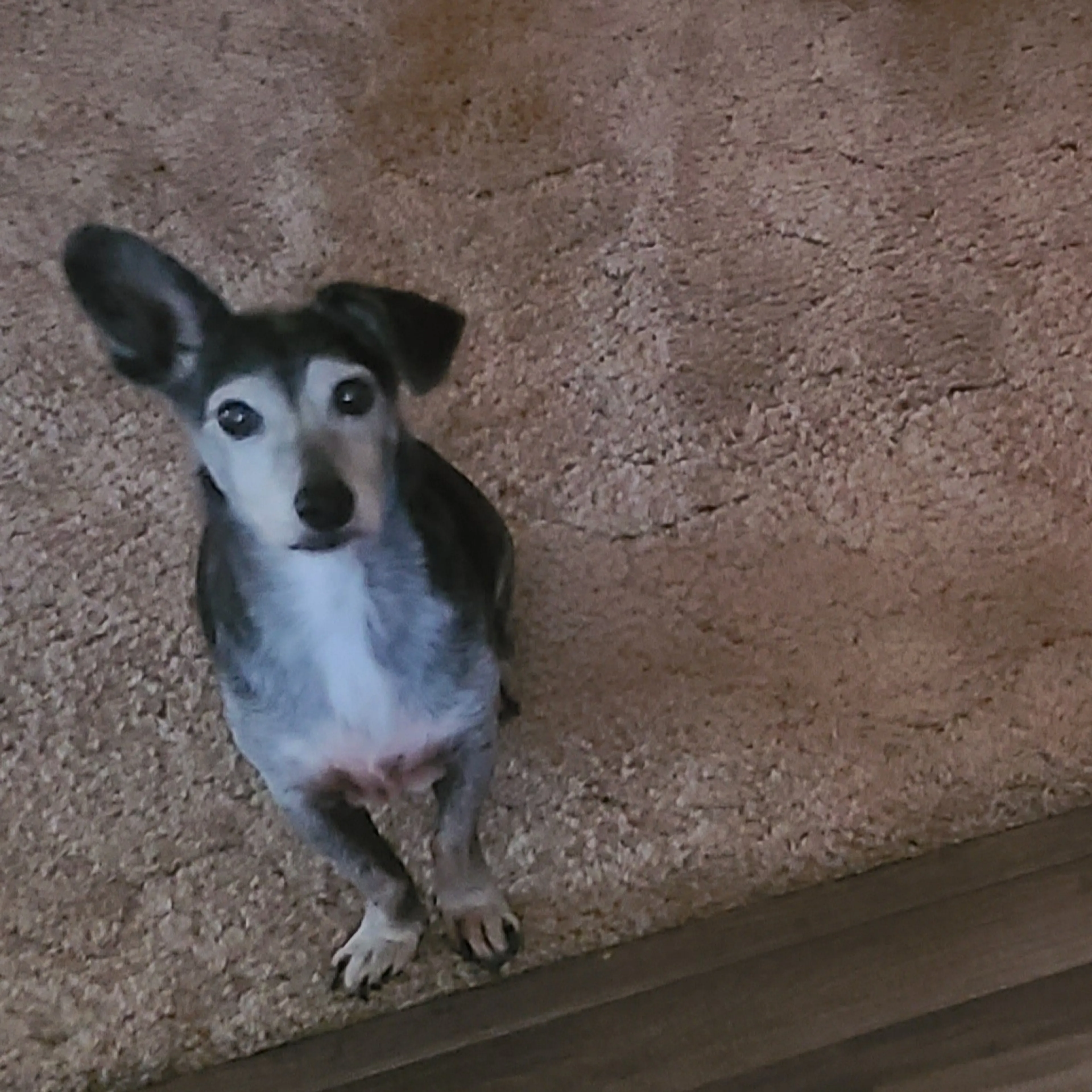 Lost pet-2