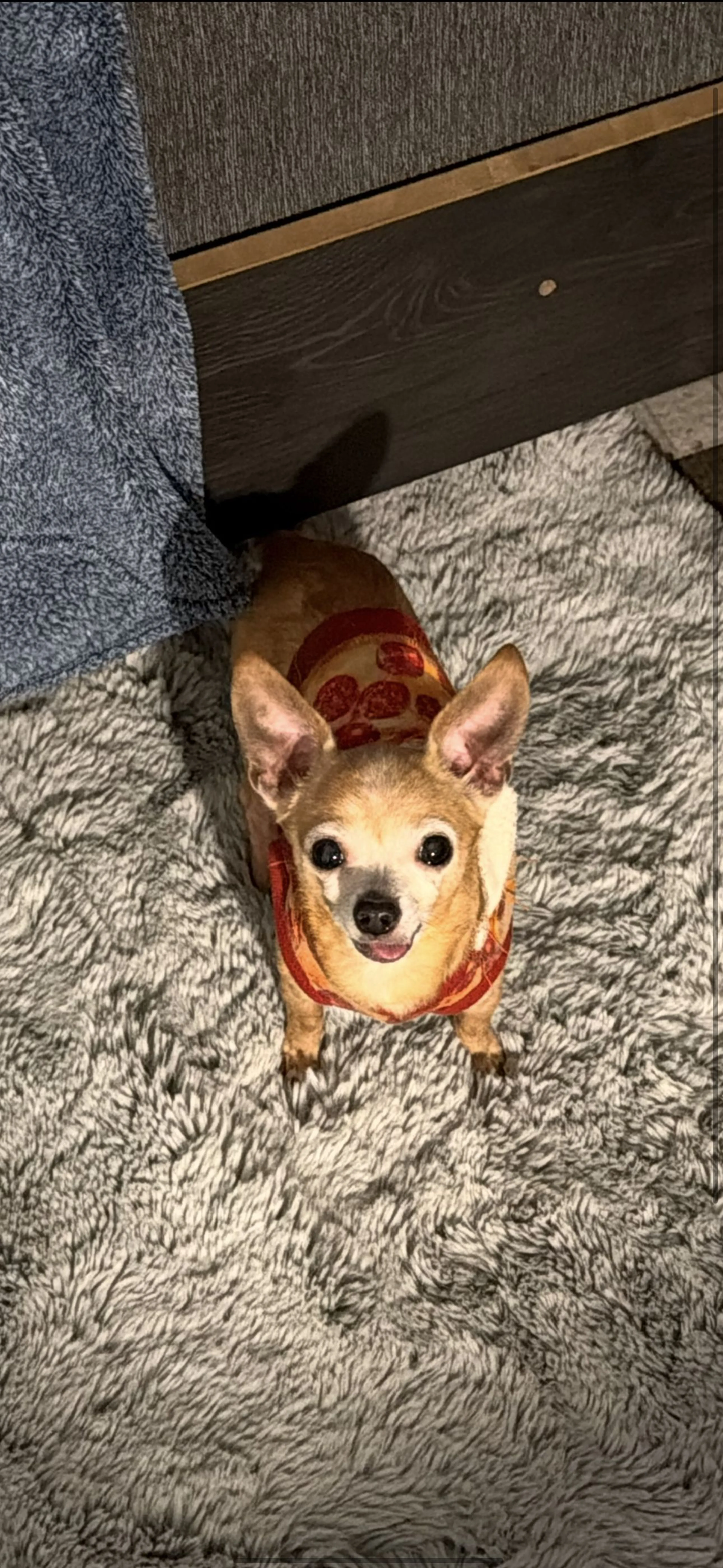 Lost pet
